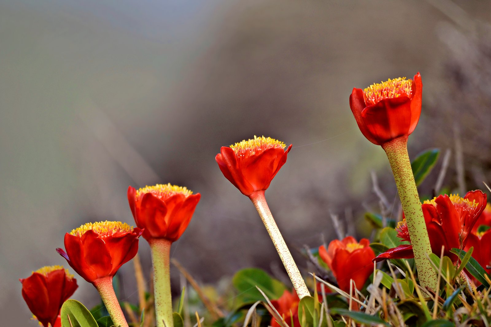 Bloodflower