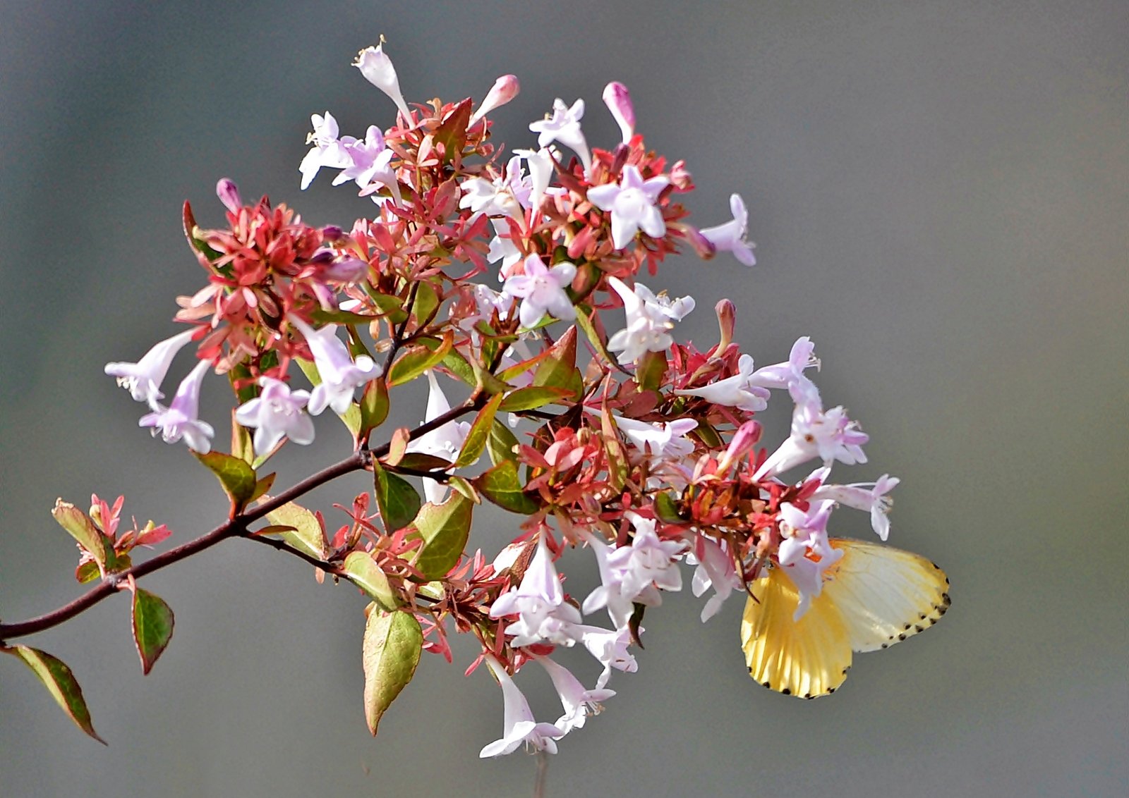 Small wonders