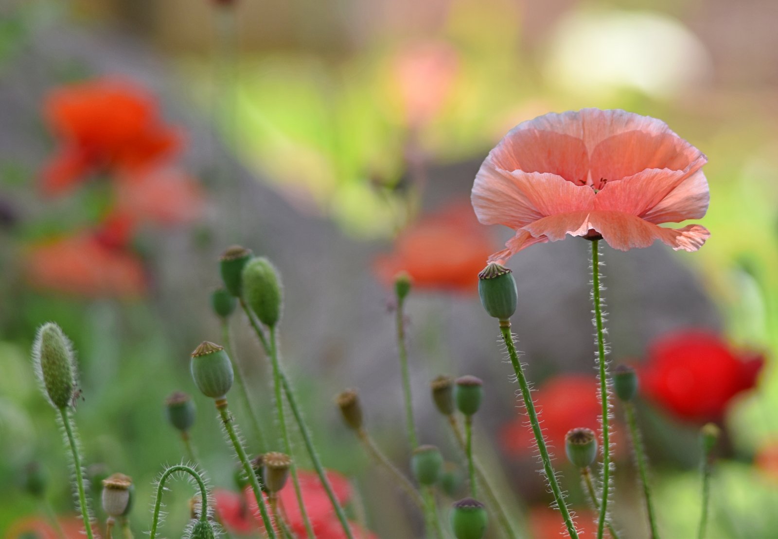 Pretty Poppy