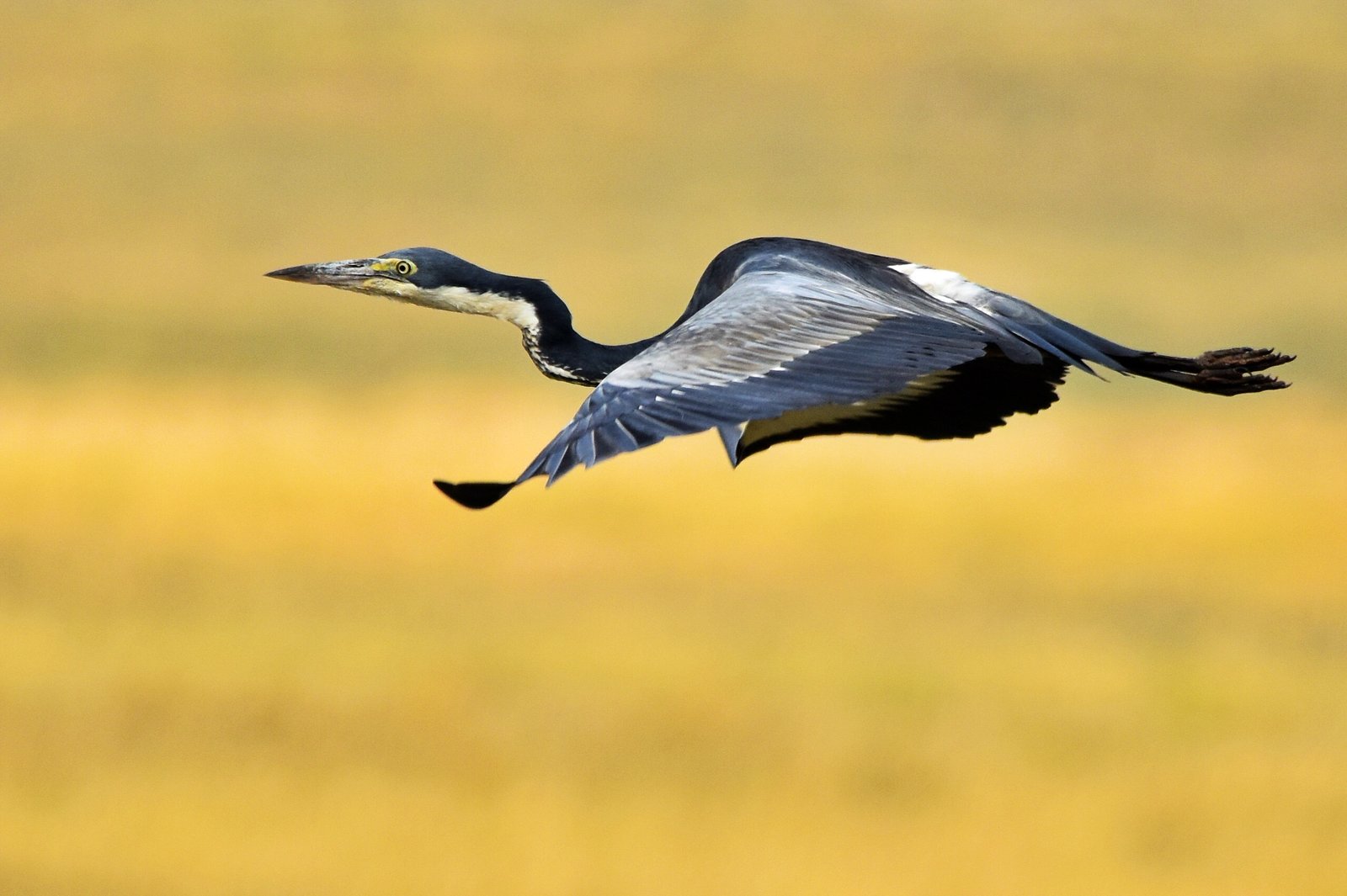 Gracefull flying