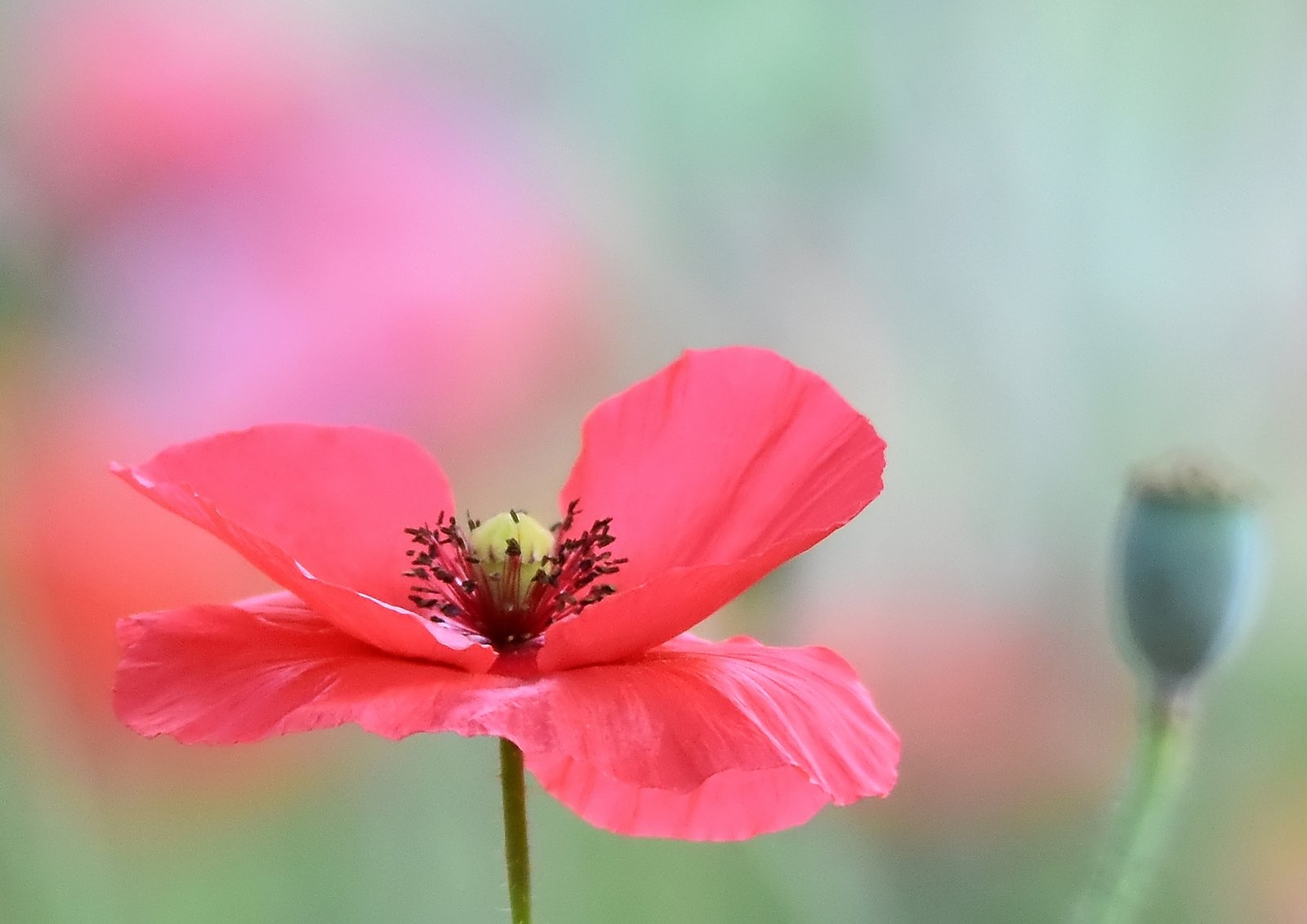 Poppy