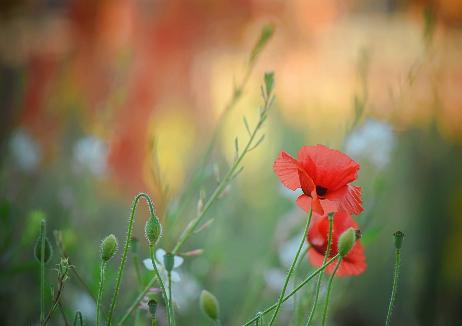 Art of a garden