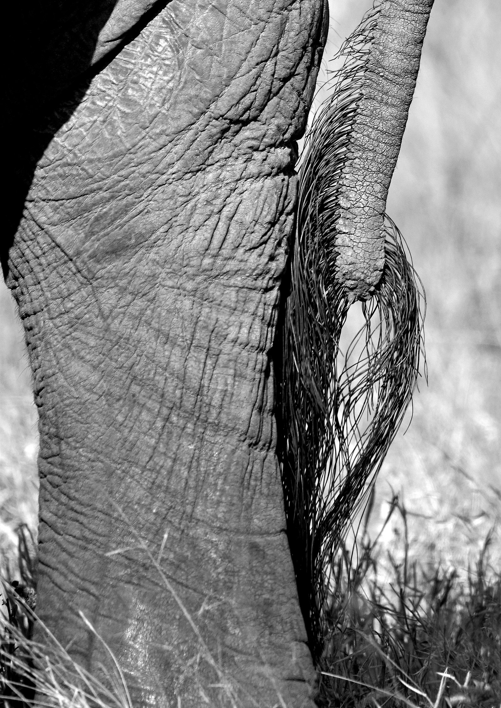 Just a tail