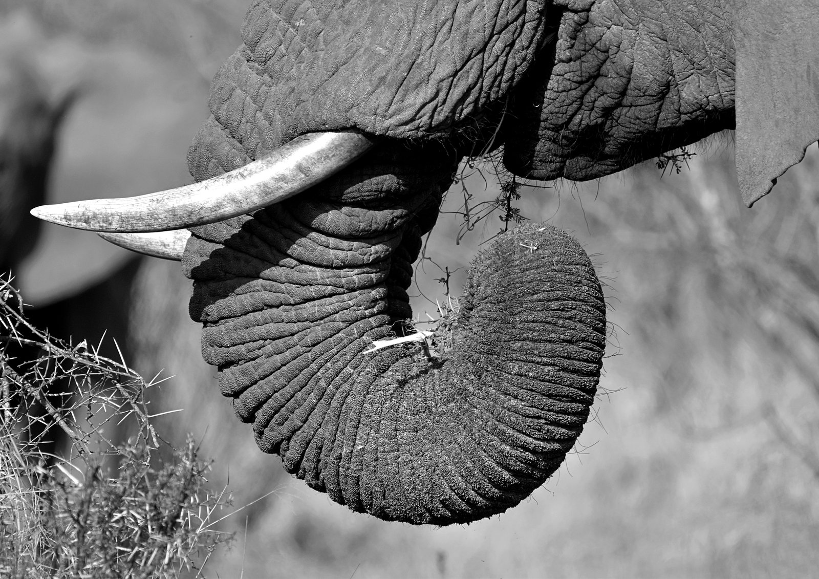 Trunk tale