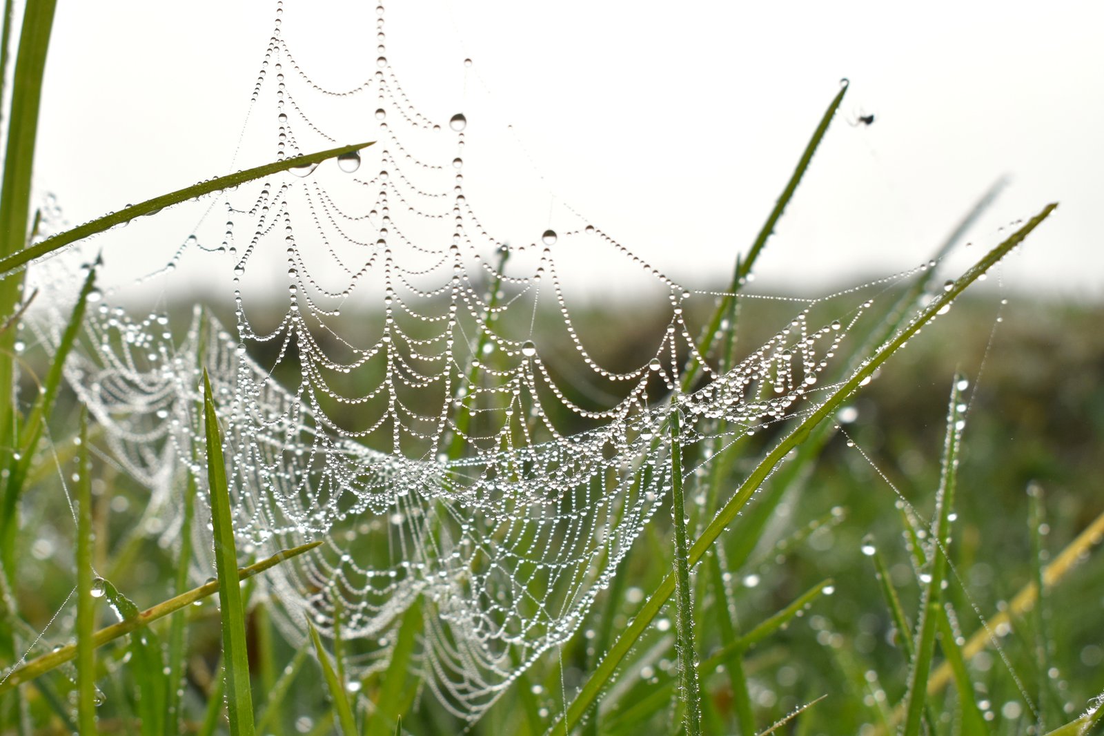 Webbed
