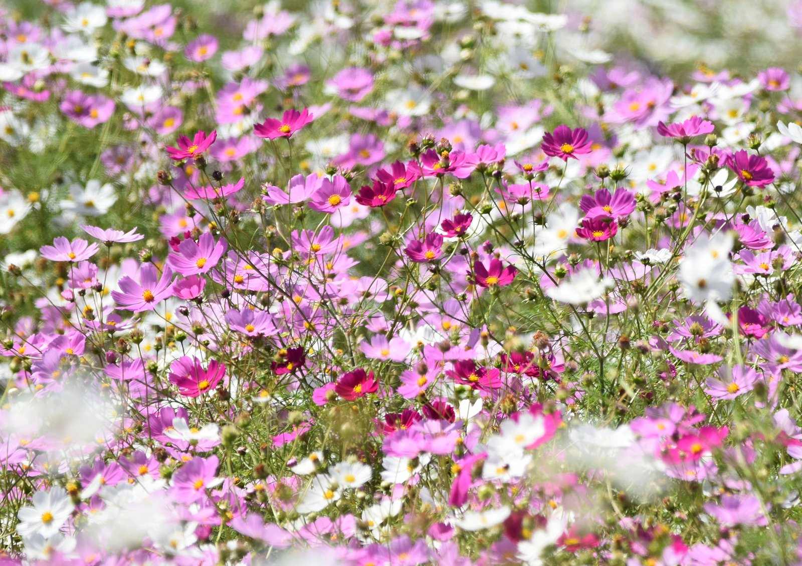 Abundance