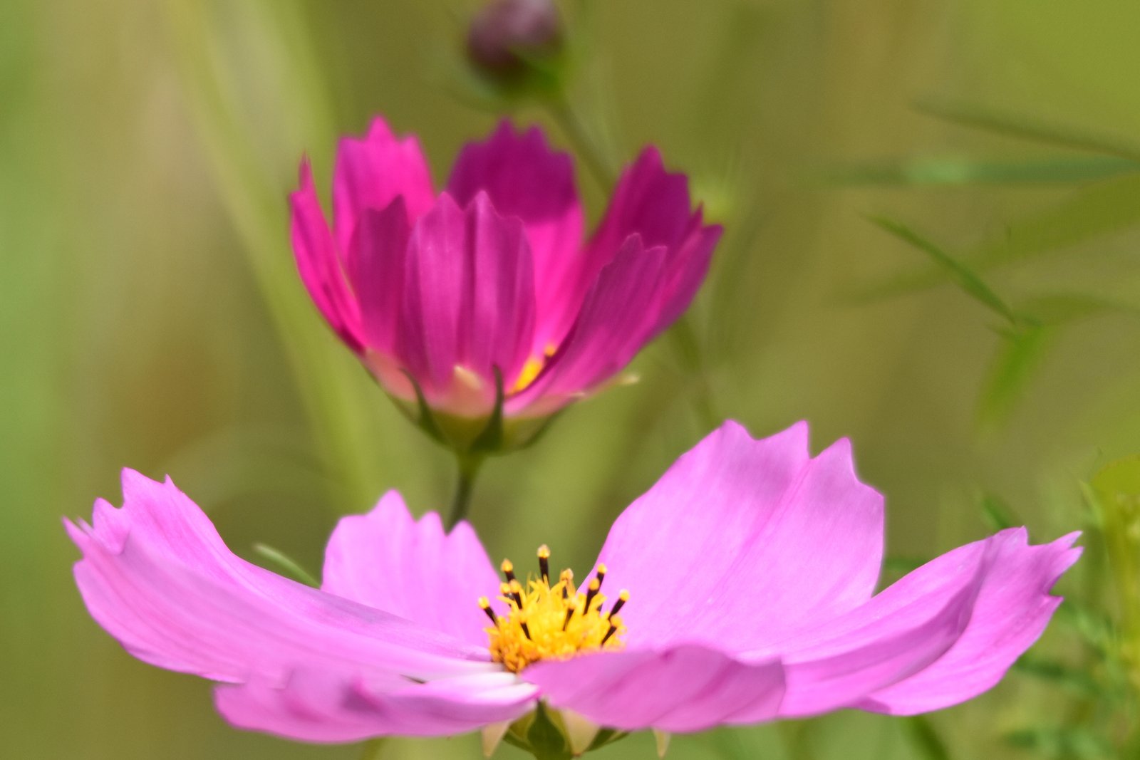 Pretty in pink