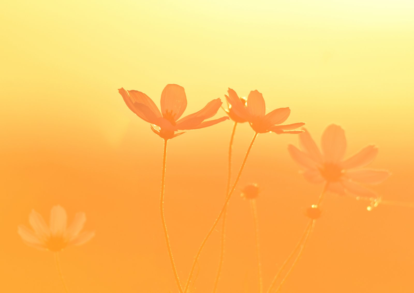 Light