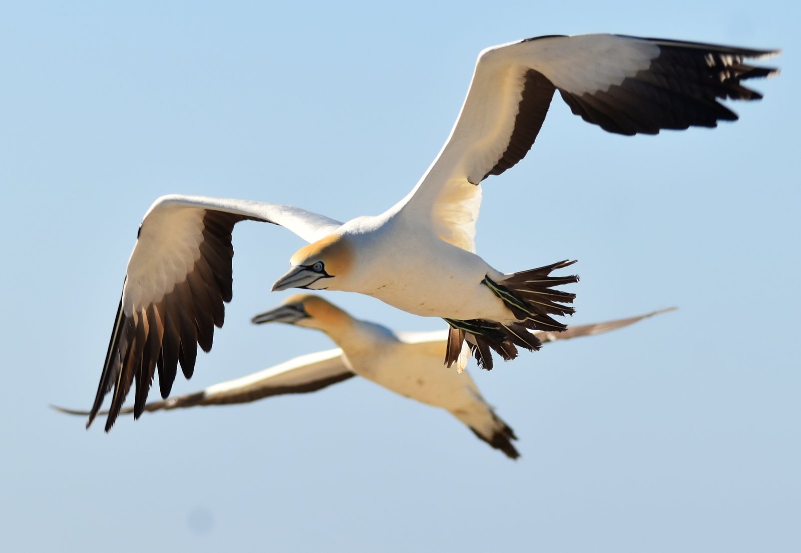 In flight