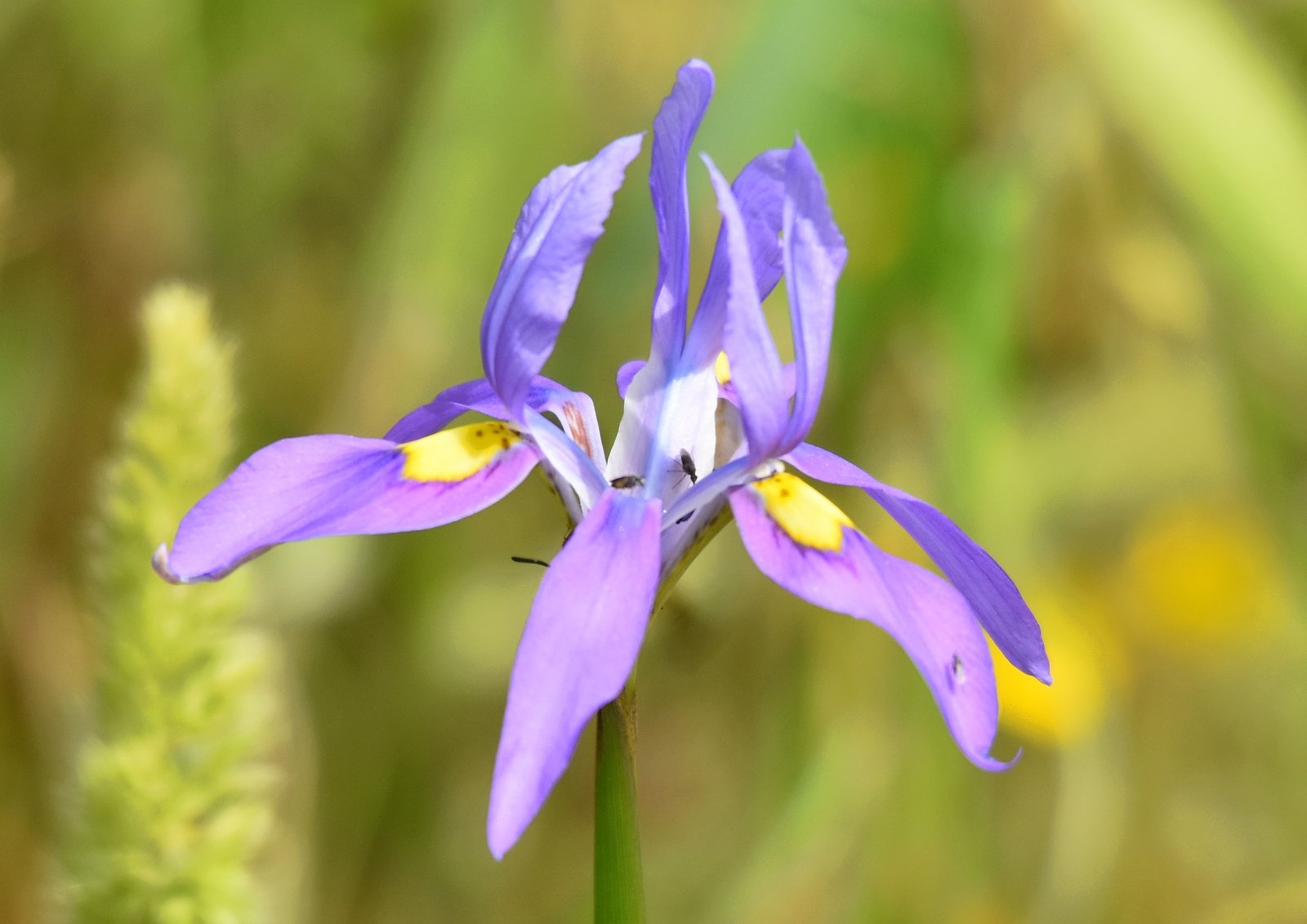 Purple petals