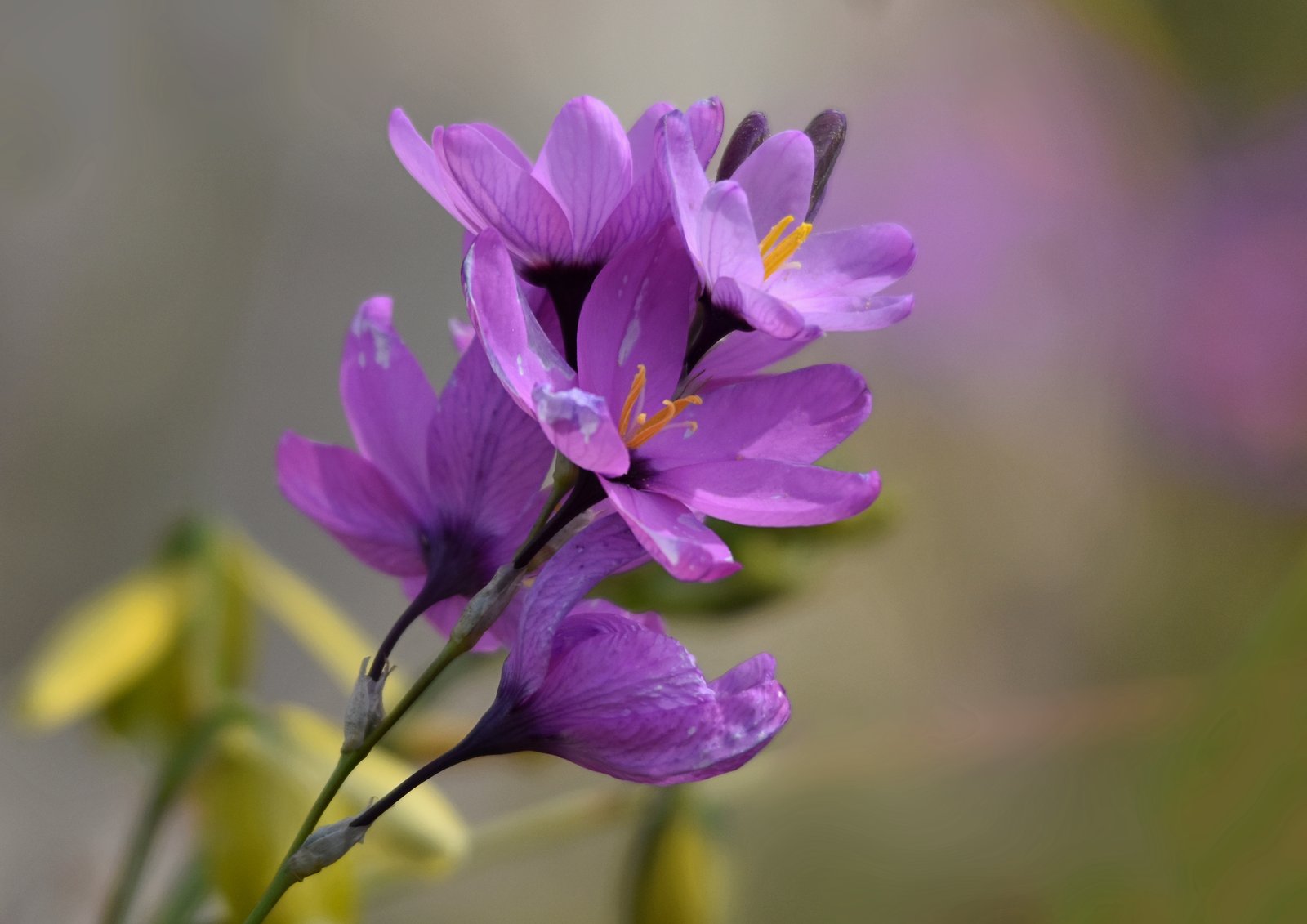 Purple power