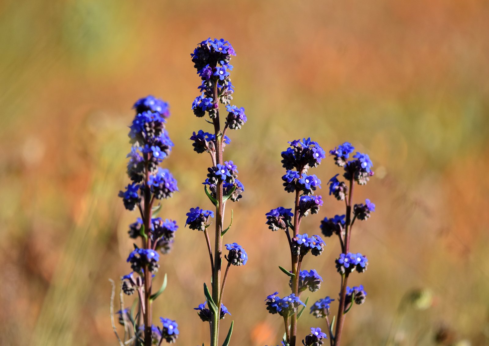 Blue beauty