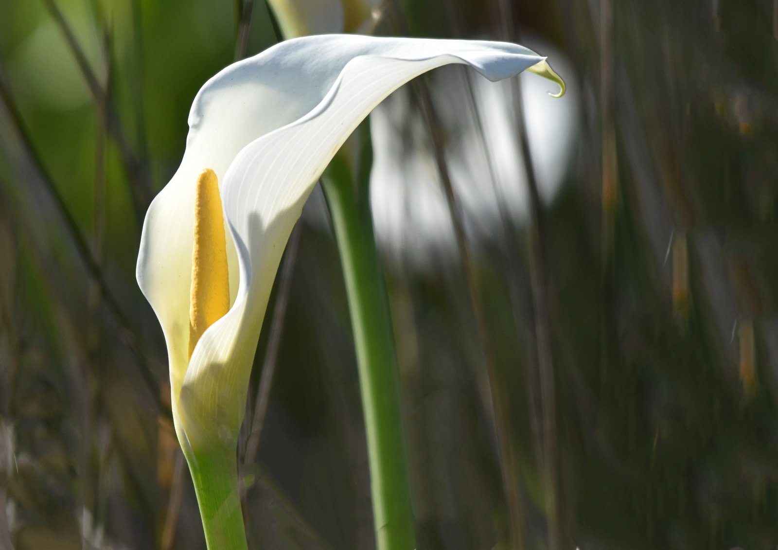 Arum lily