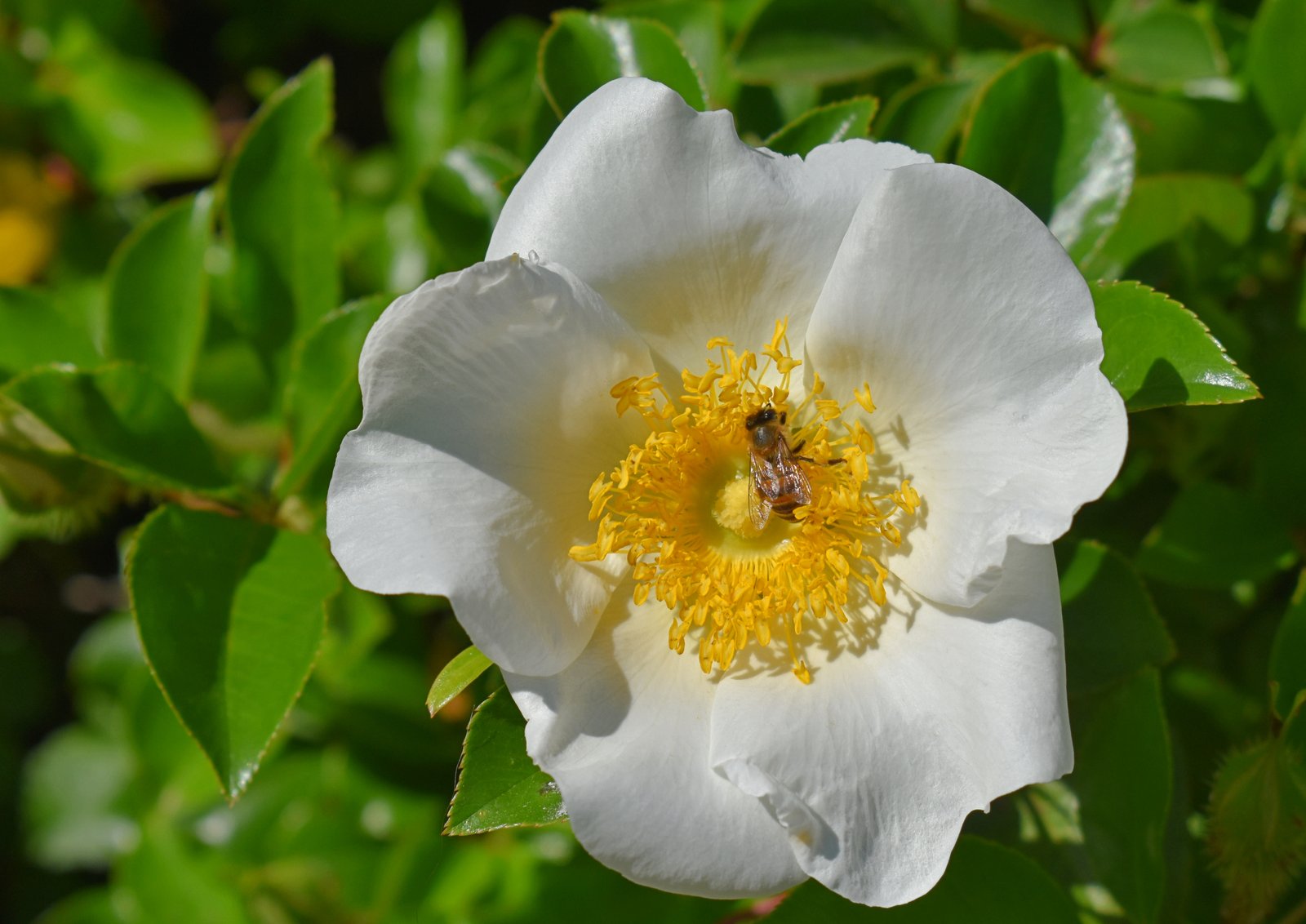 Bee-autiful