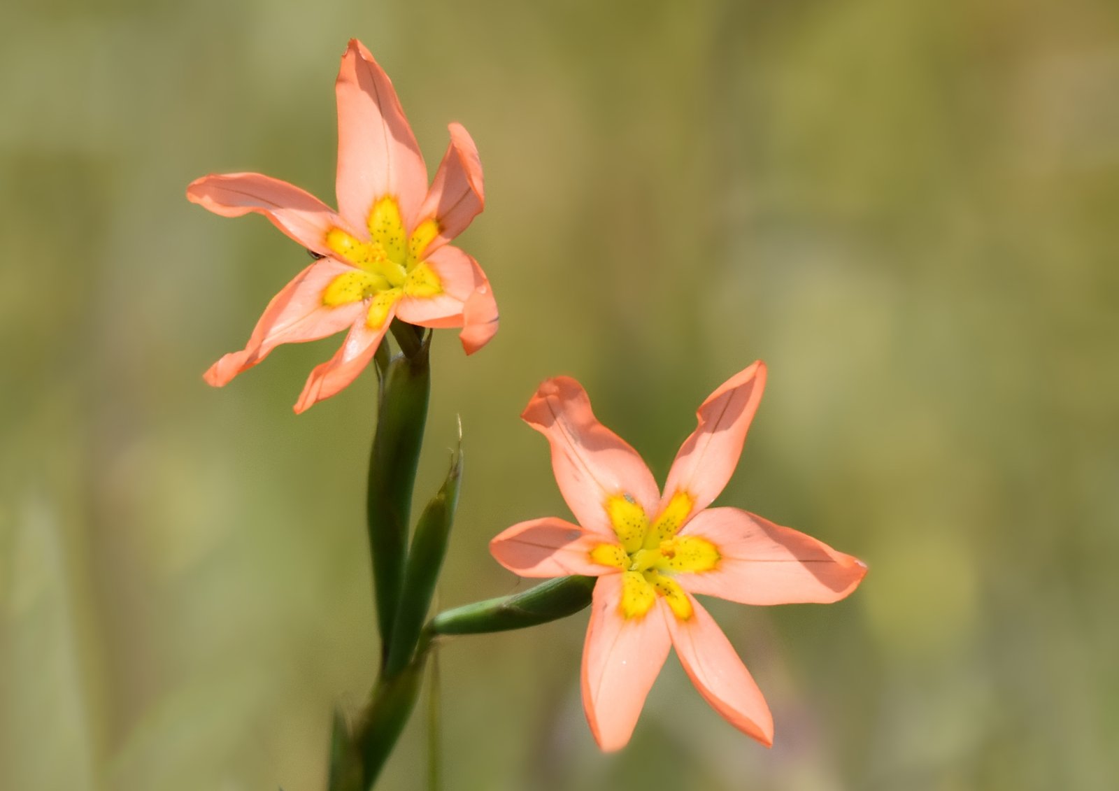 Flower in flower