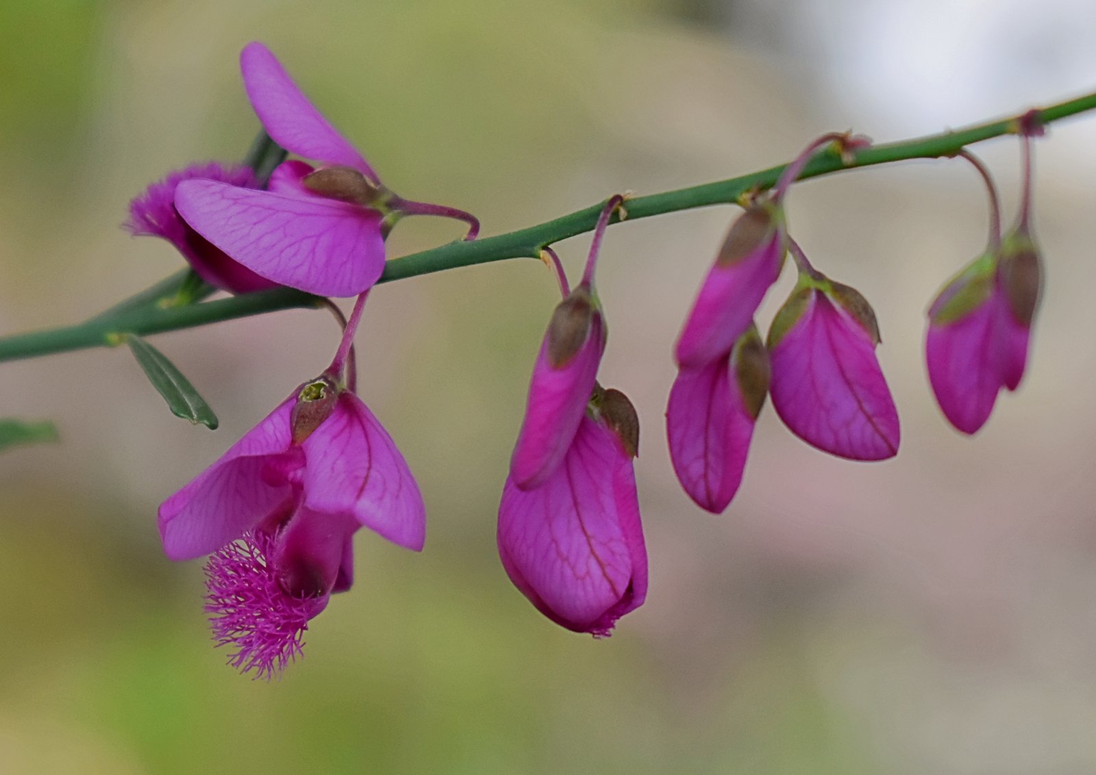 Fragile Beauty