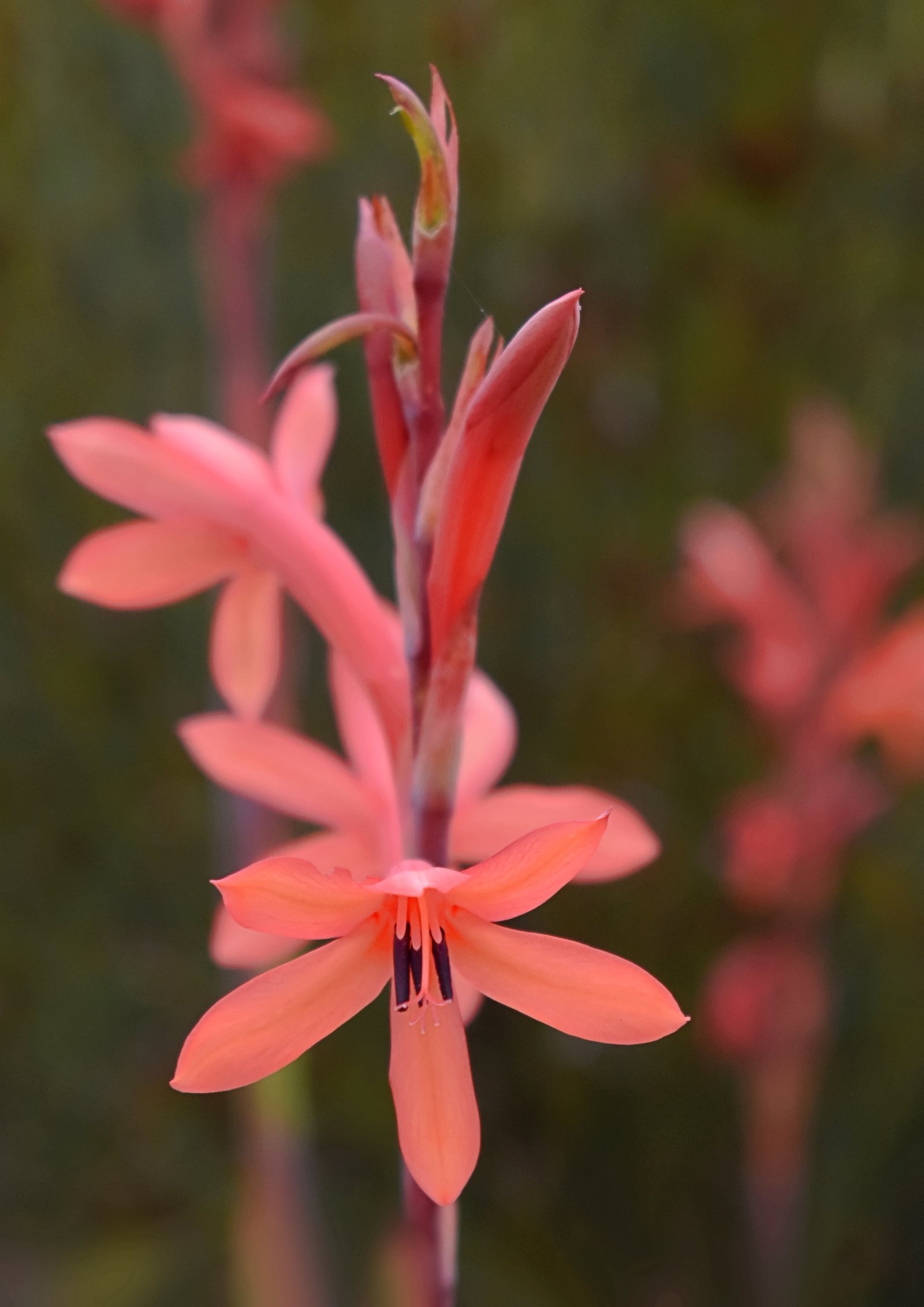 Lovely Lily