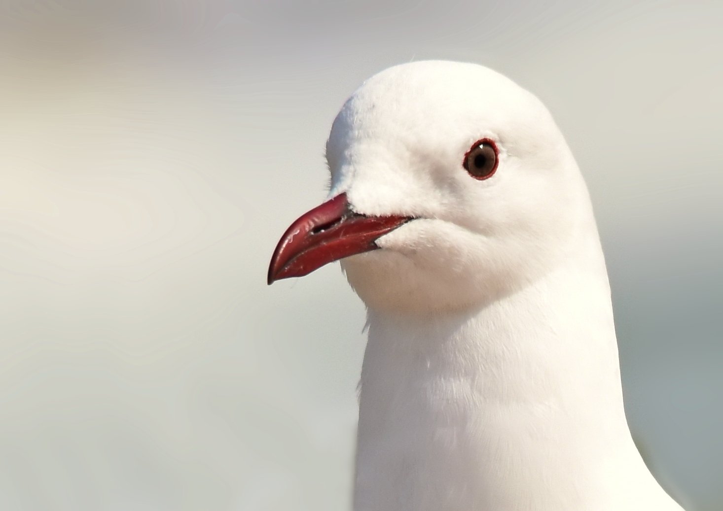 Hartlaub's Gull