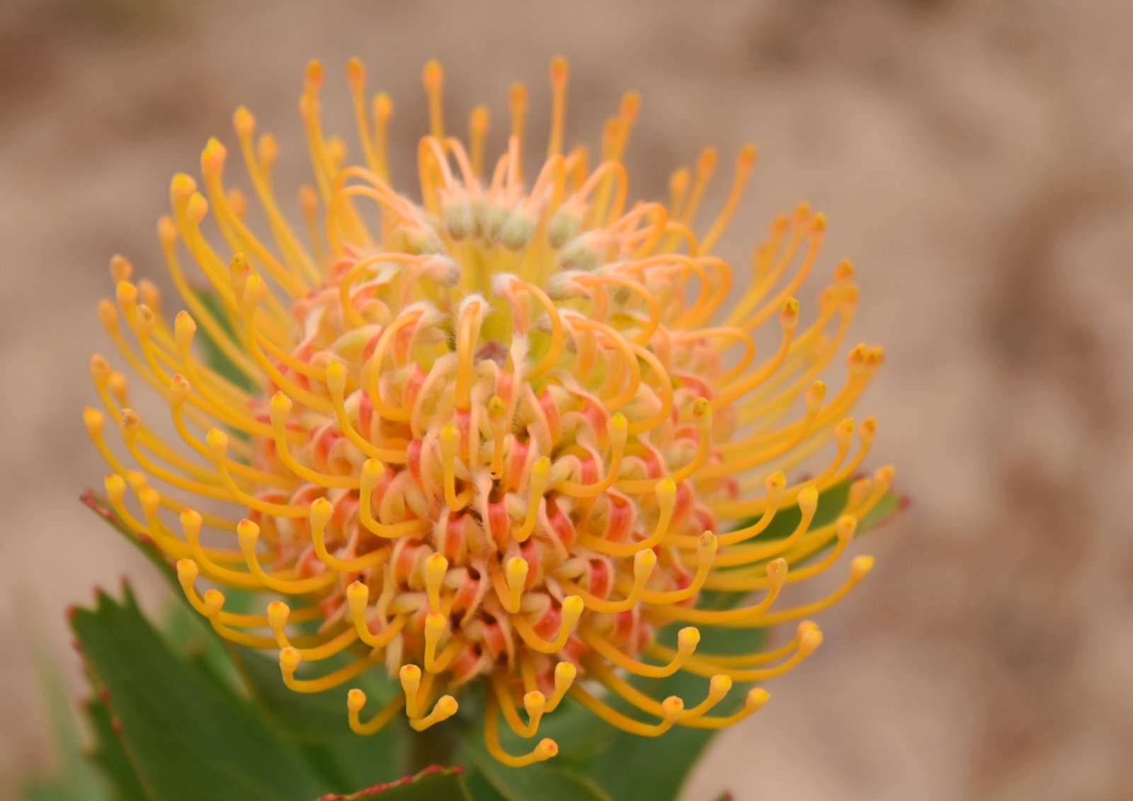 Pincushion