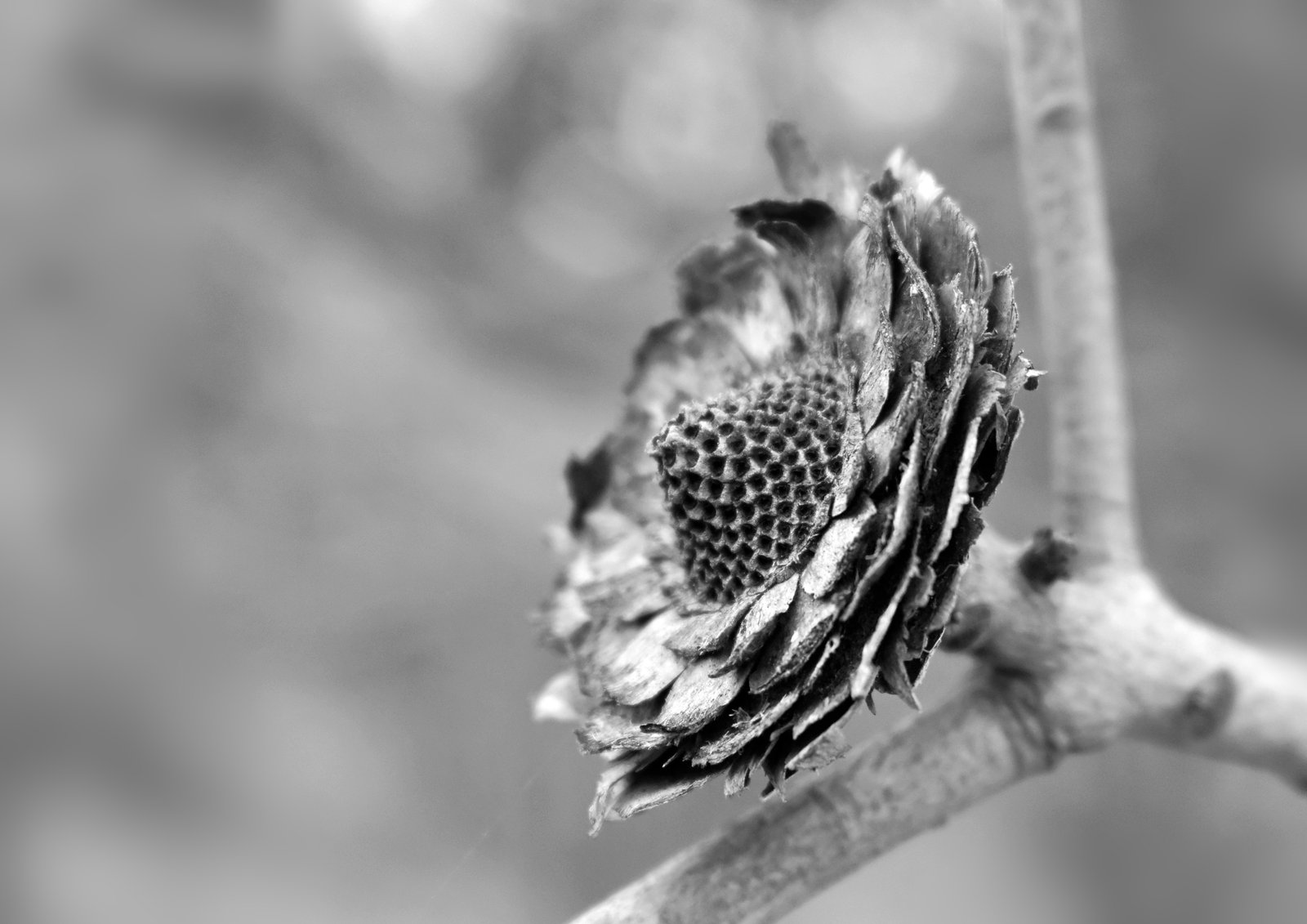 Dried up