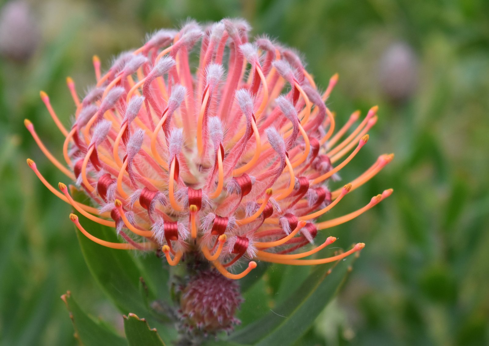Pink Pincushion