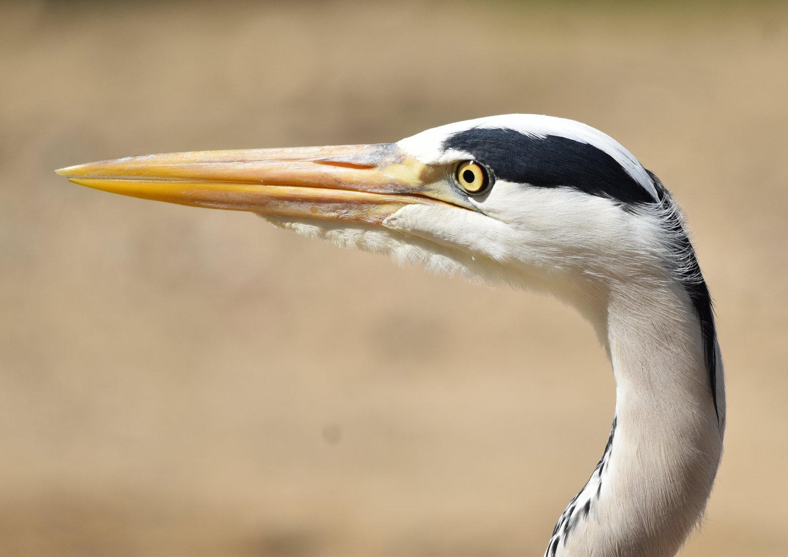 Handsome Heron