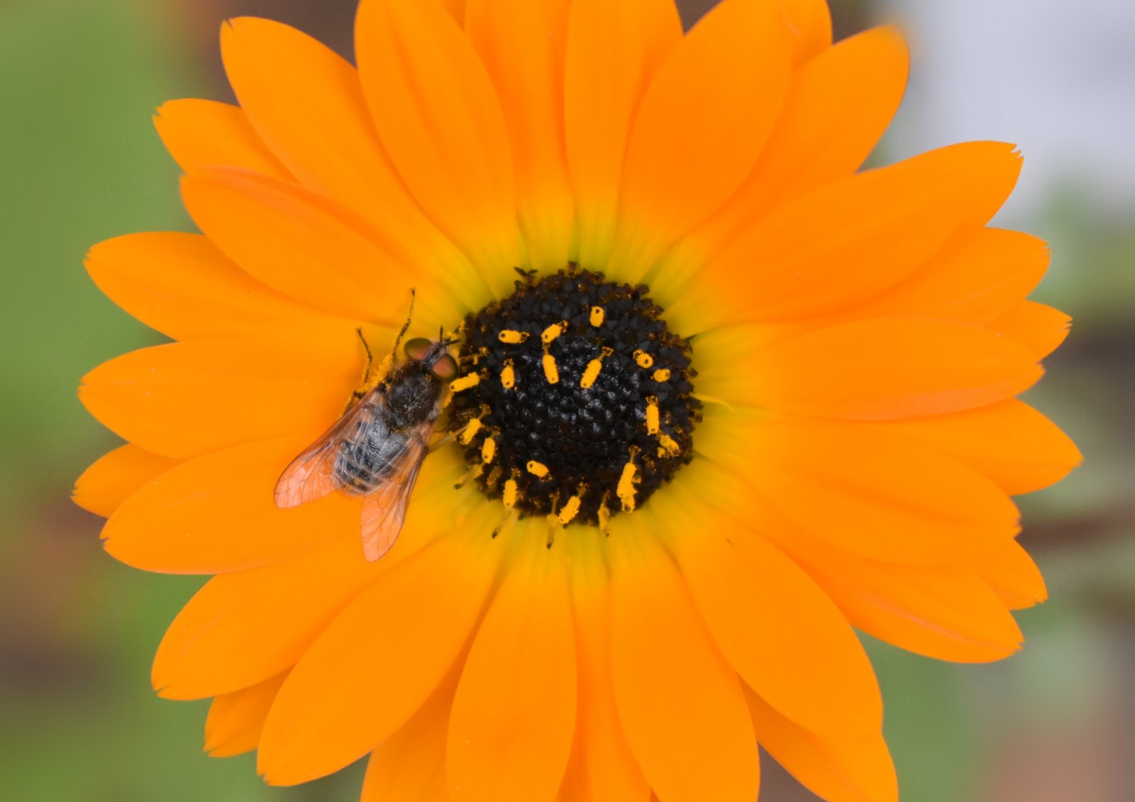 Orange Burst