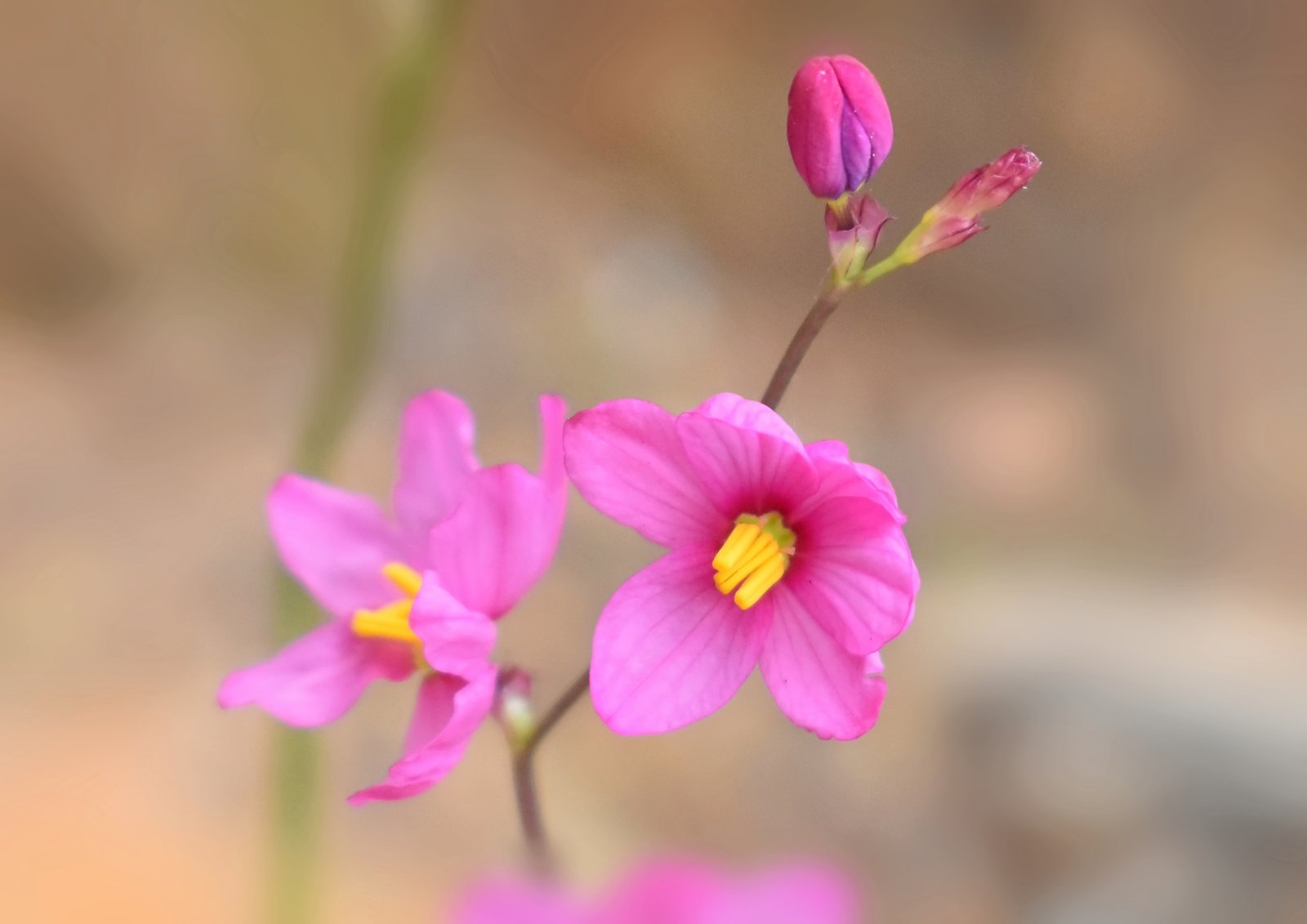 Pink pleasure