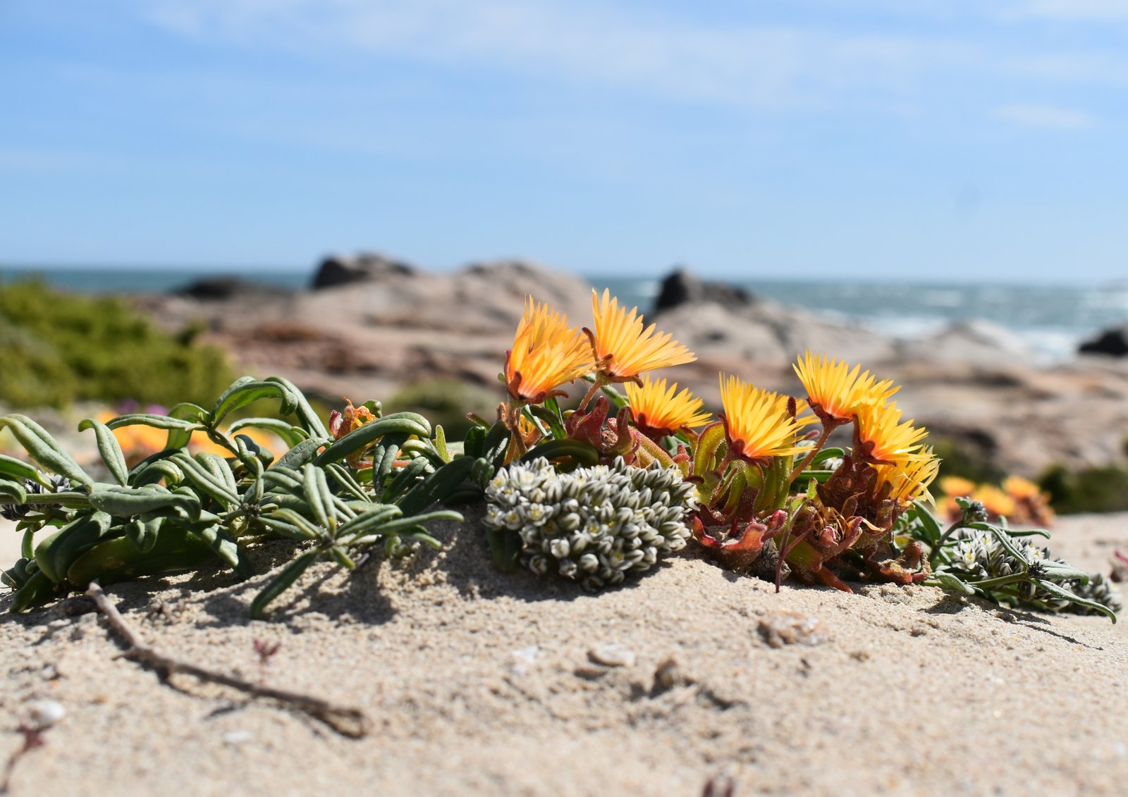 Flowery Dune