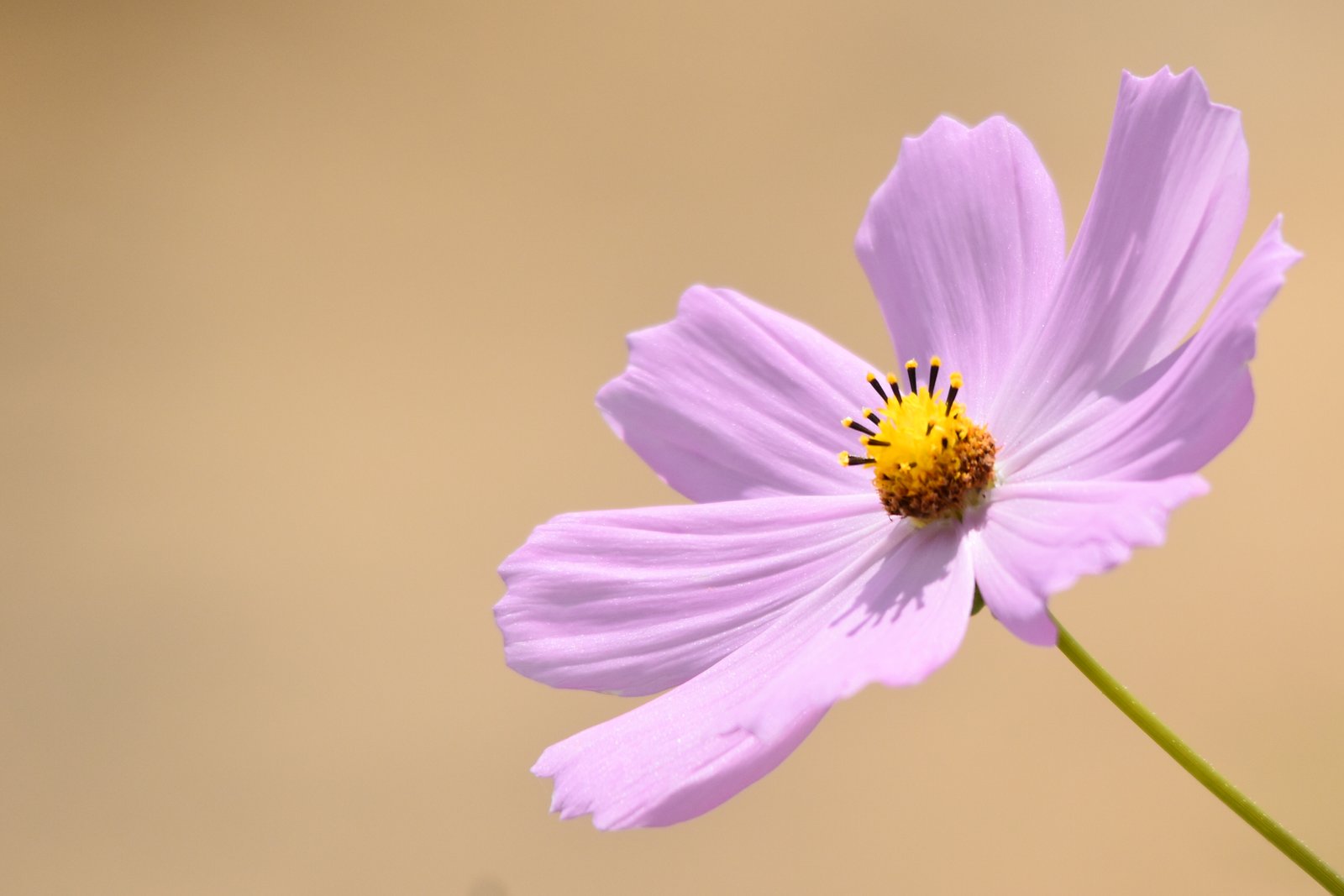 Pastel promise