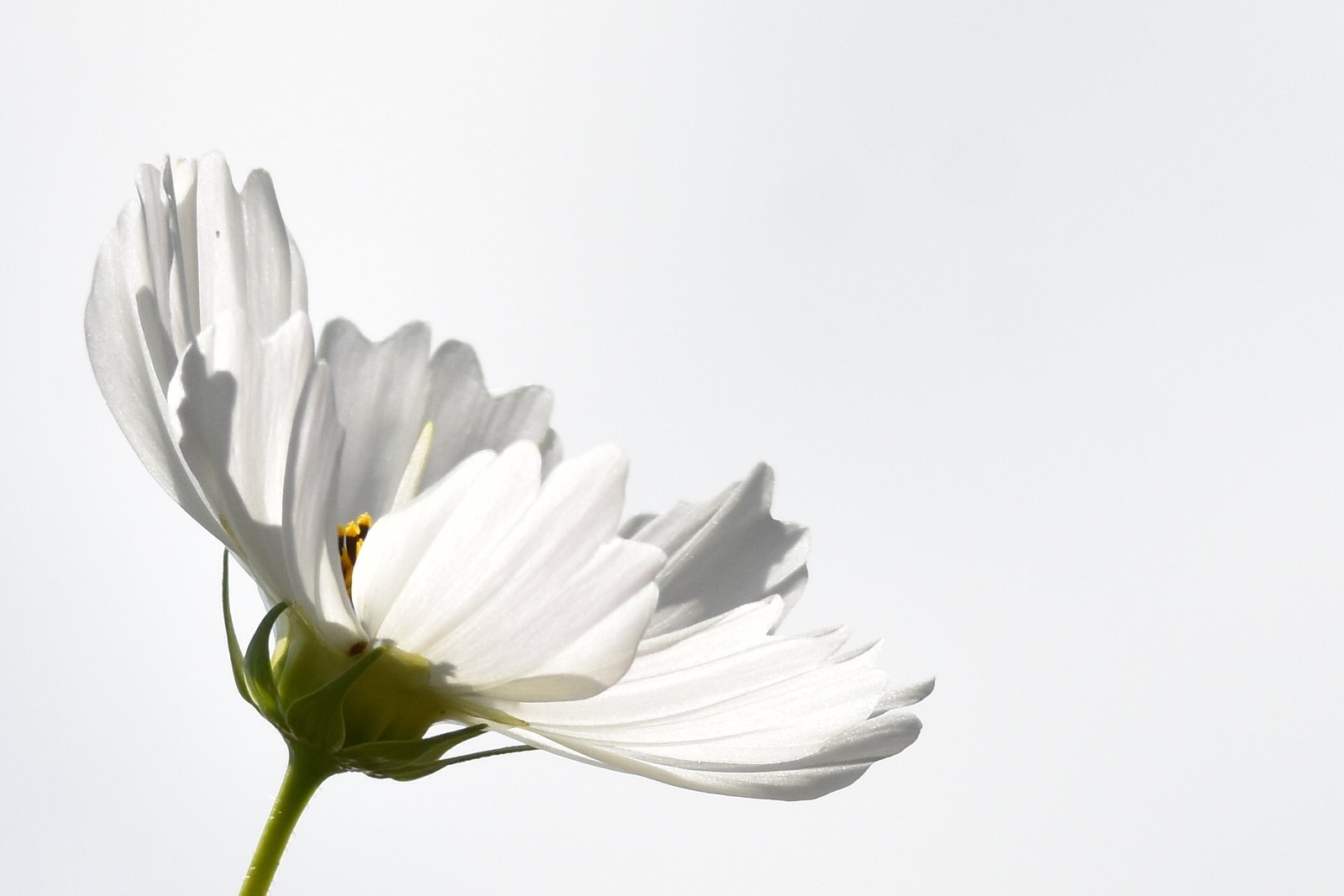 Wonderful White