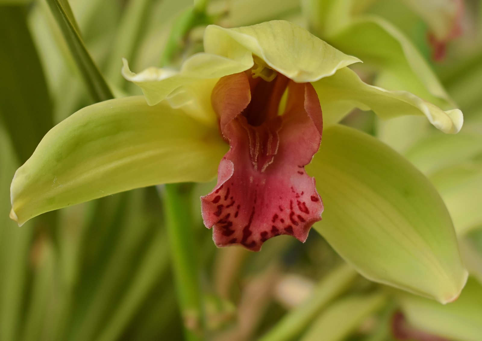 Orchid
