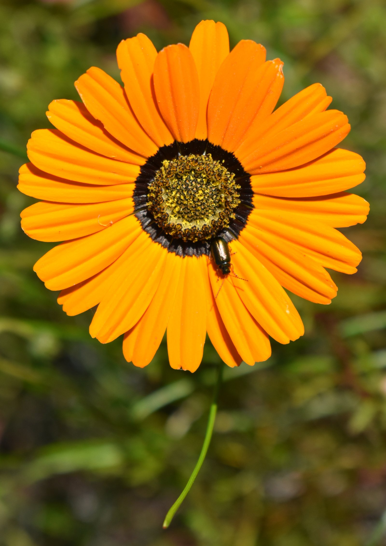 Daisy, Daisy