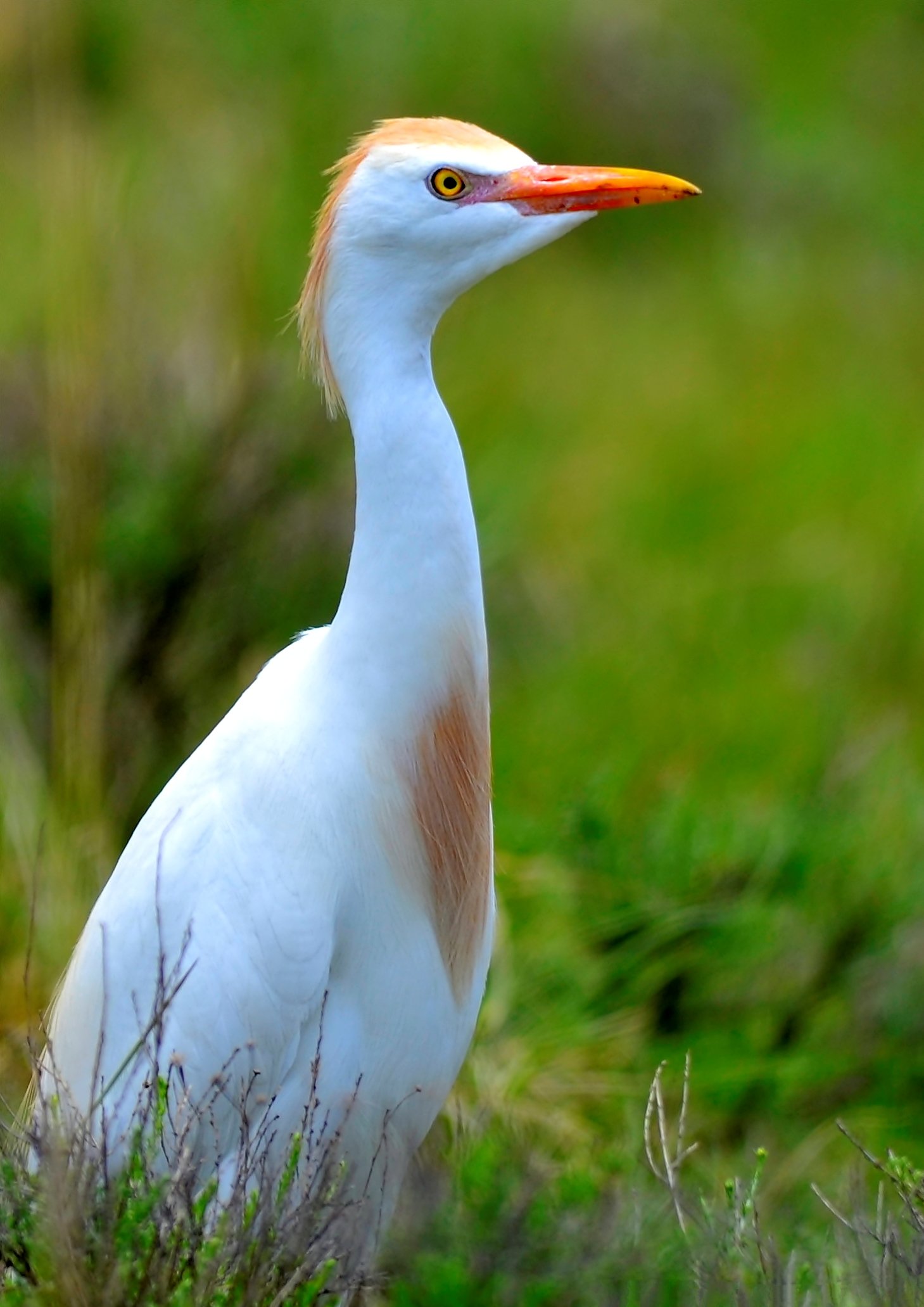 Regal beauty