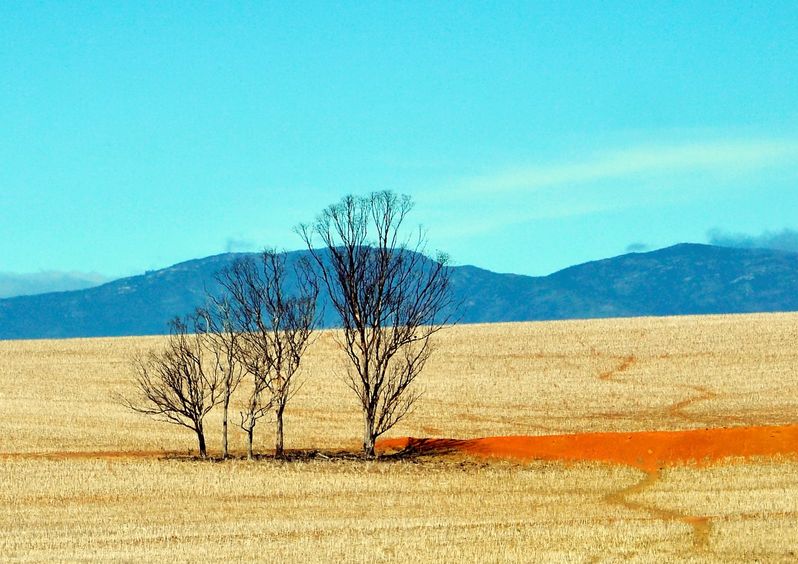 Winter Landscape