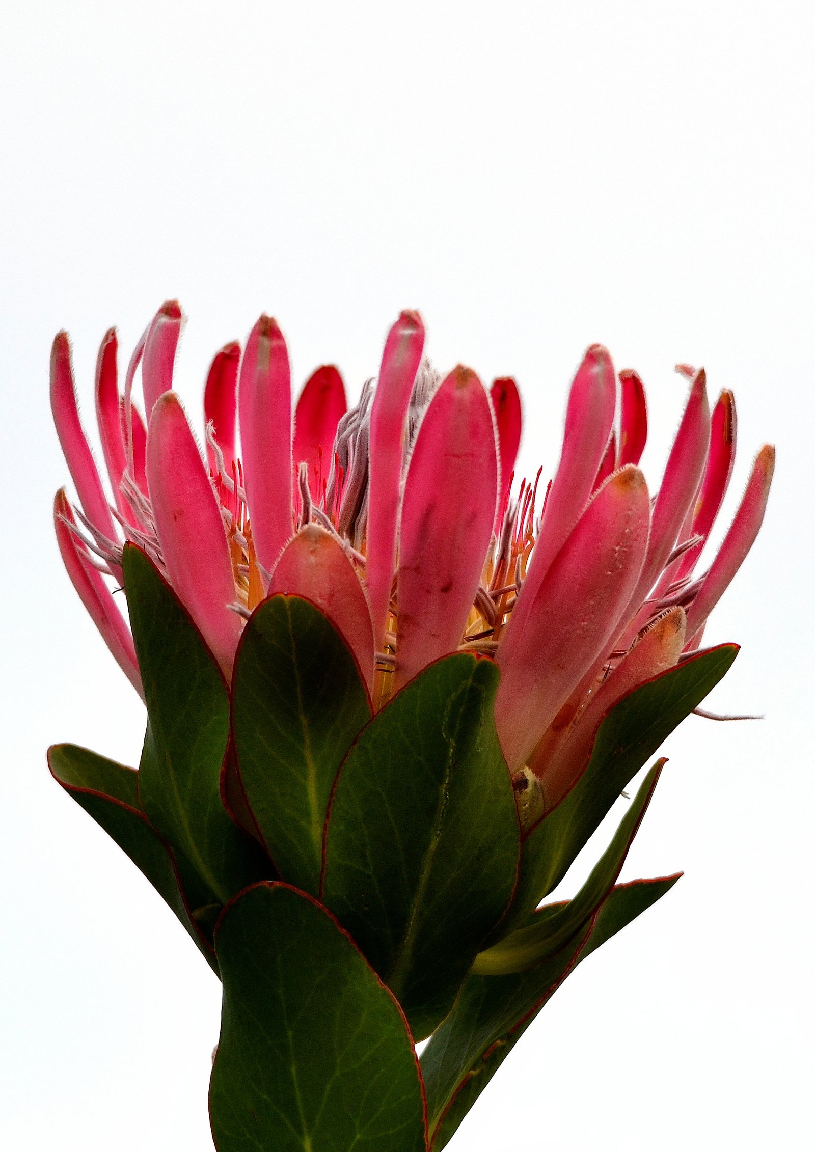 Protea