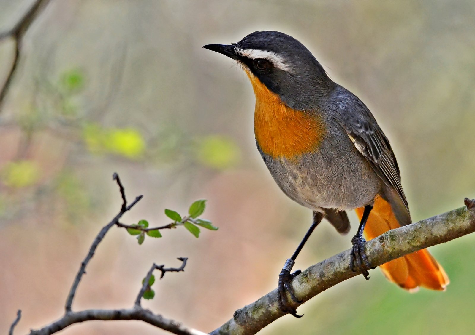 Robin