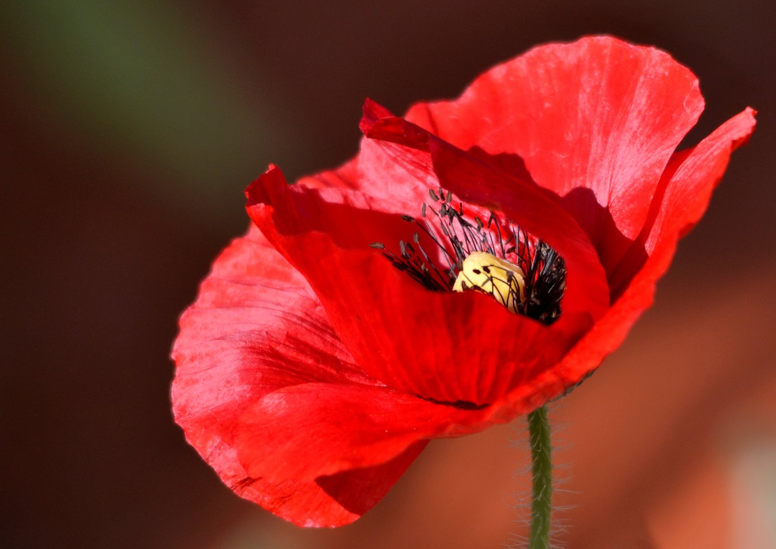 Poppy