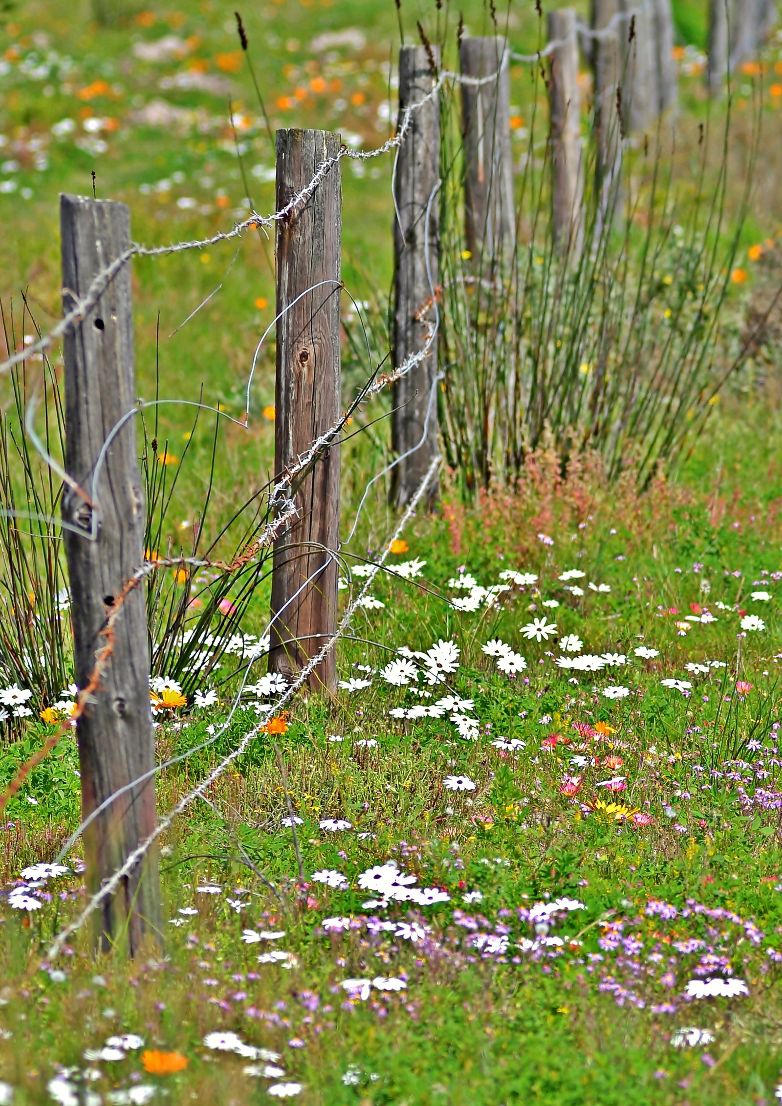 Flowery fence