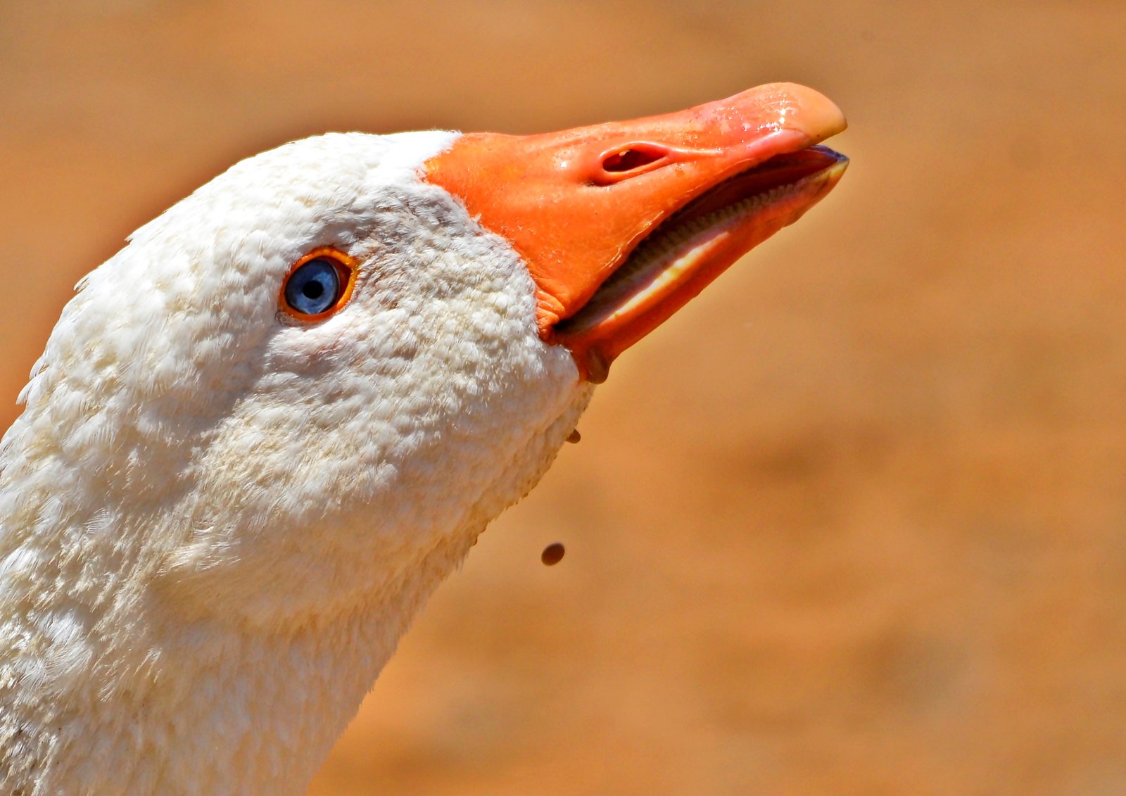 Goose