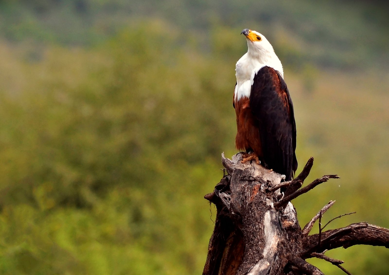 Fish Eagle