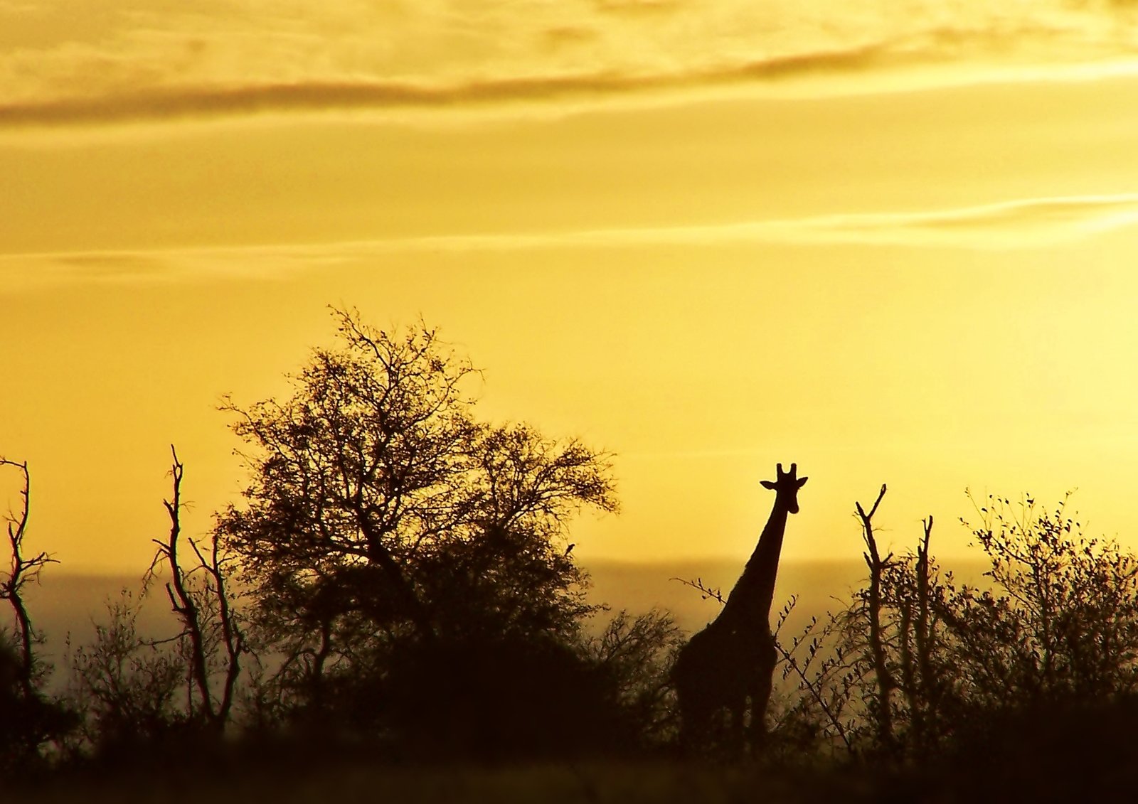 Early moring giraffe