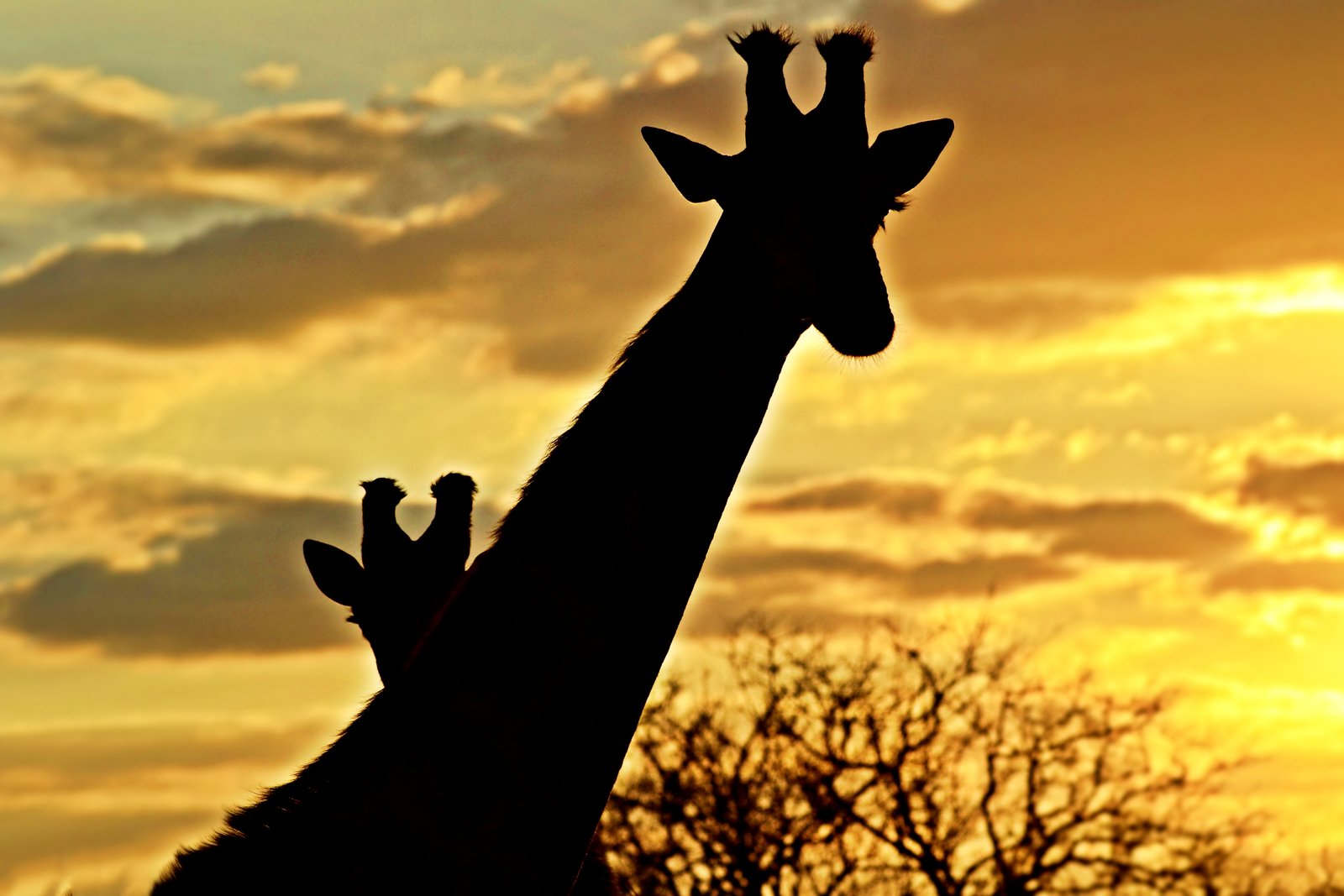 Silhouetted
