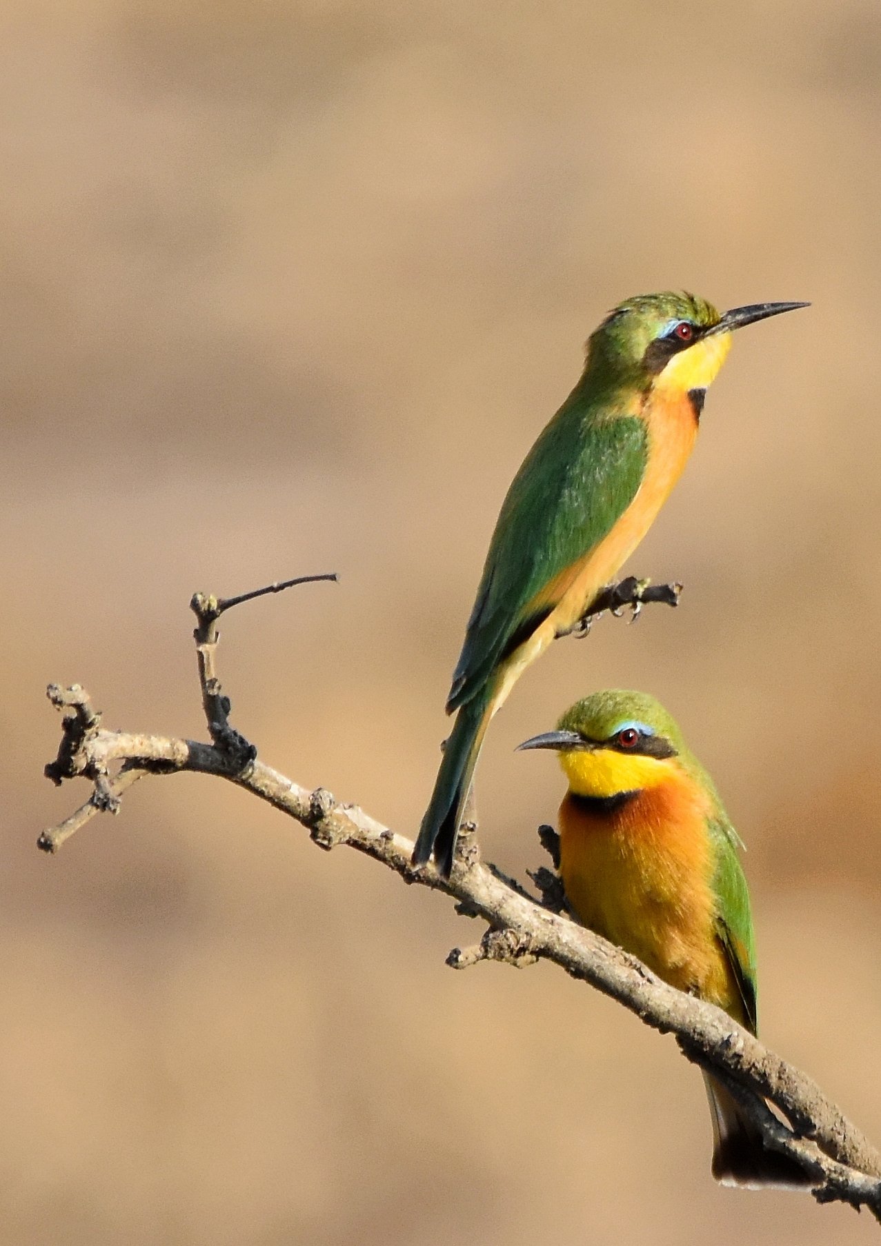 Litte Bee Eaters