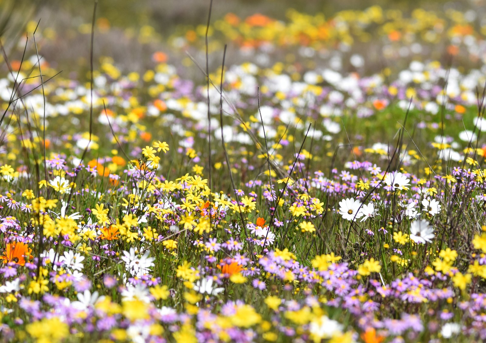 Namaqua flowers
