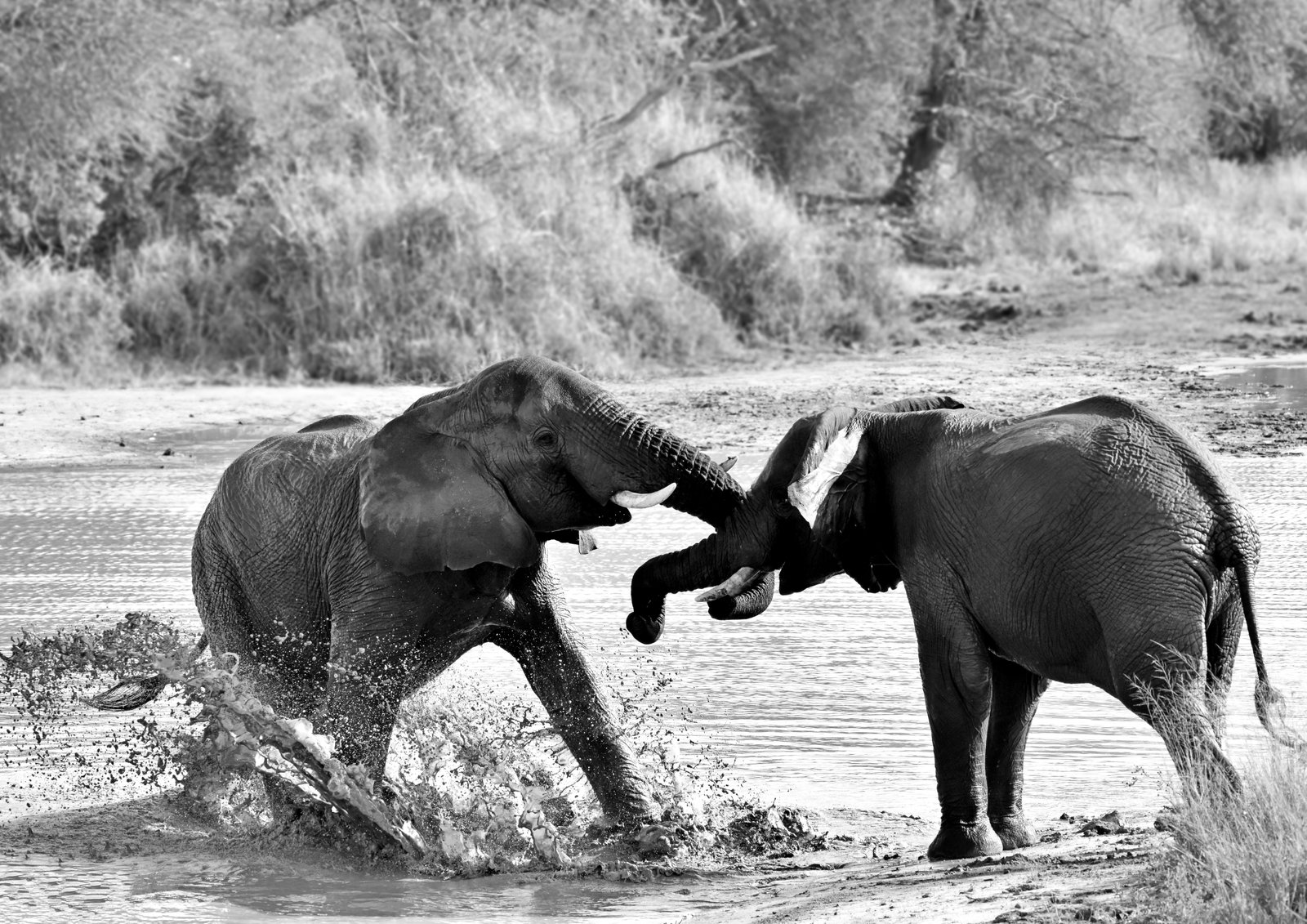 Black and white Ellies