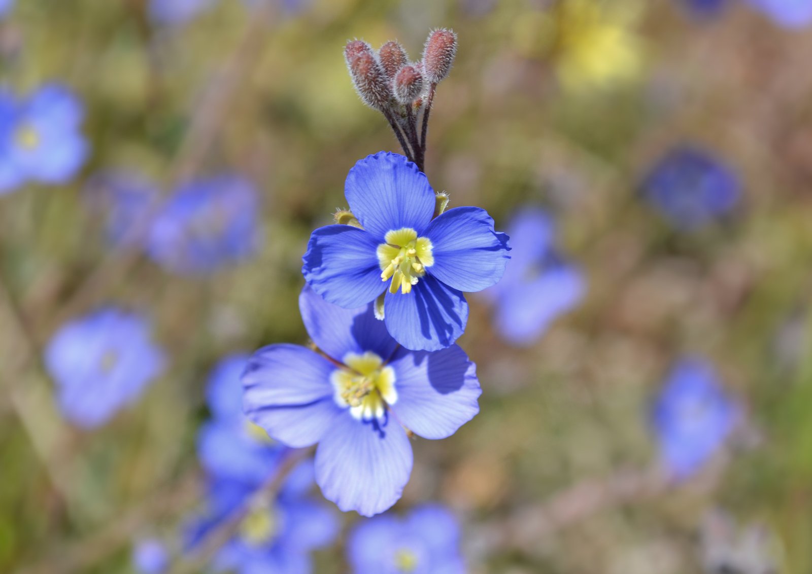 Brilliant blue