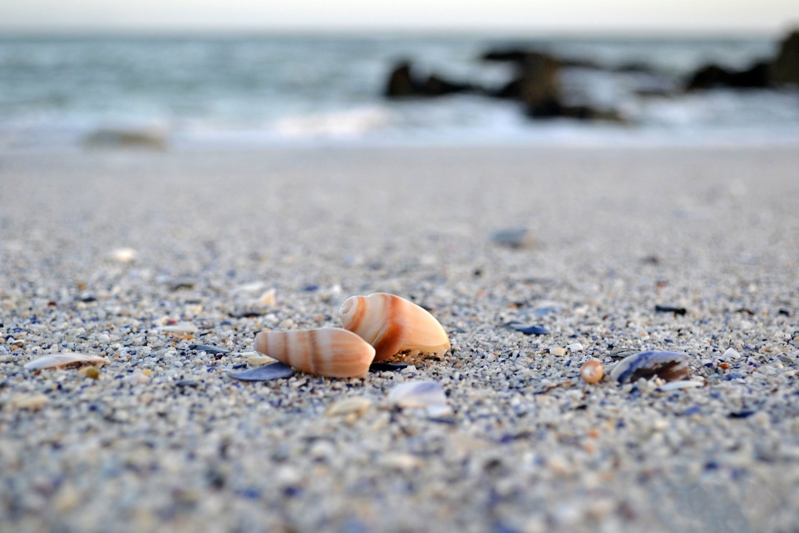 Cone shells