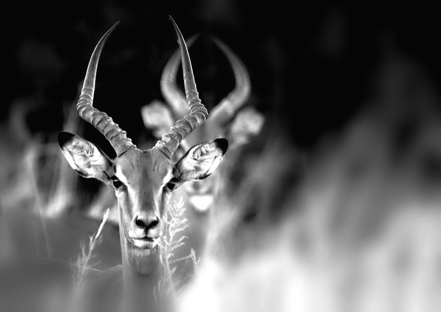 Impala