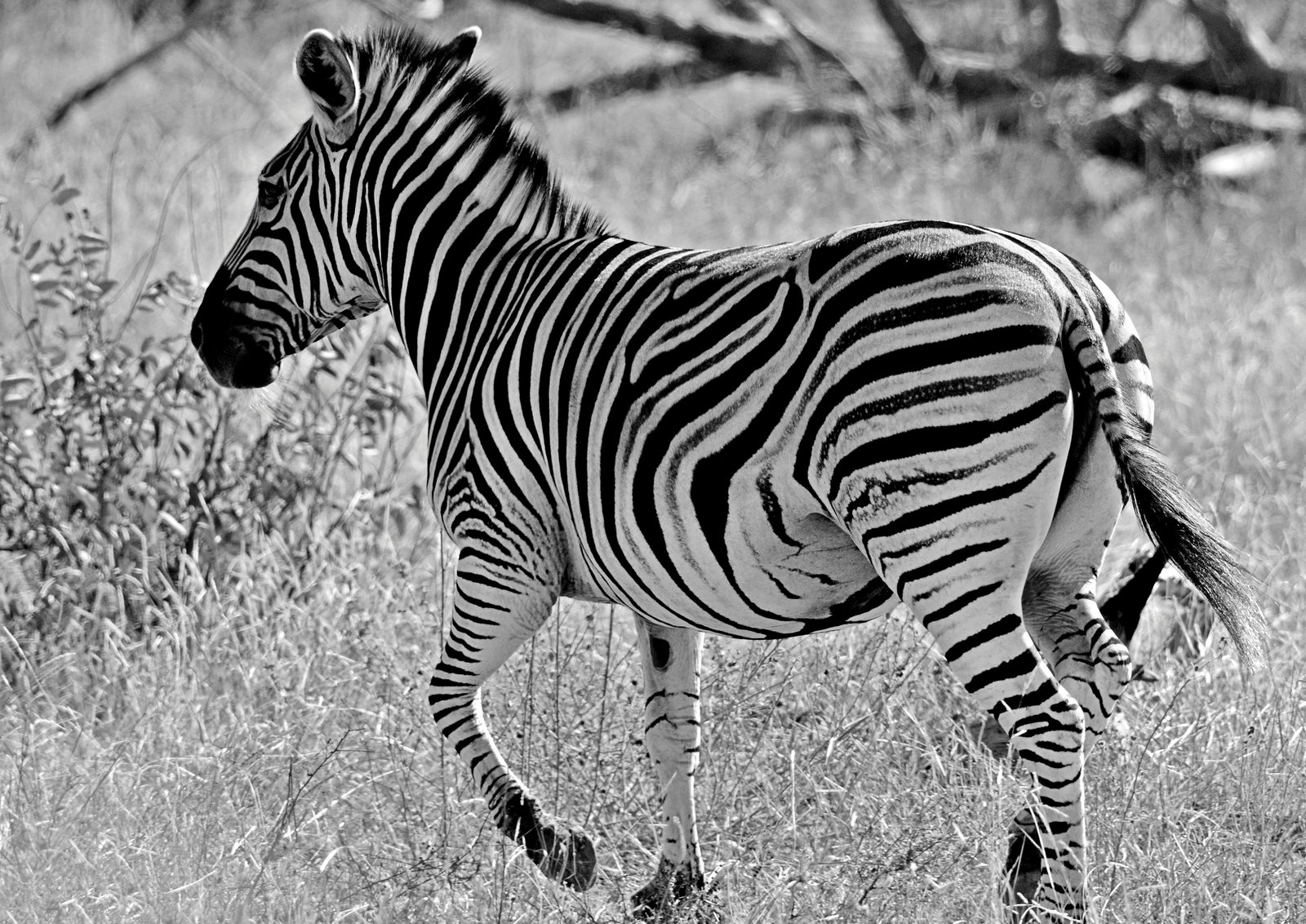 Stripes